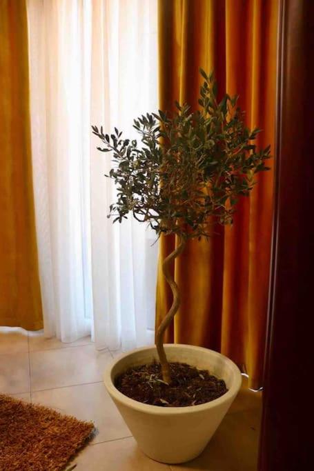 Olive Apartment Downtown Tirana