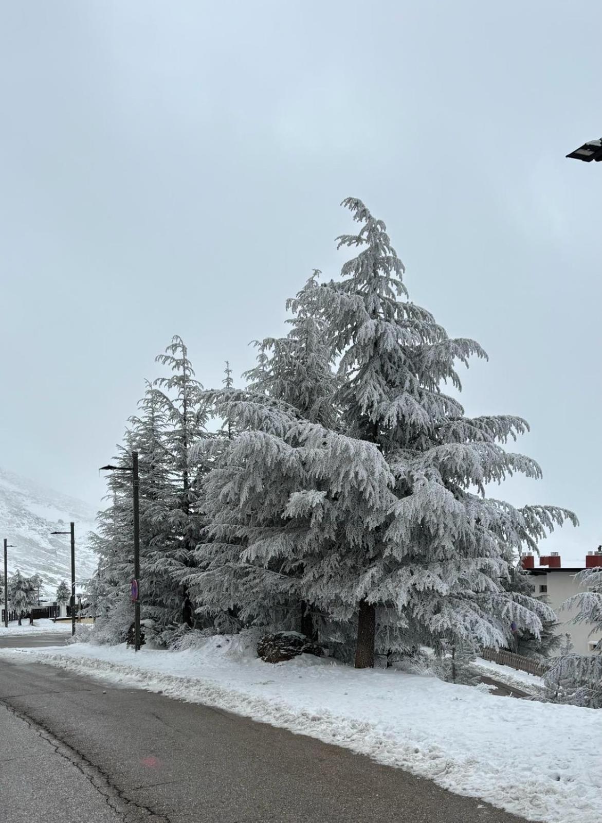 Biznaga Nevada
