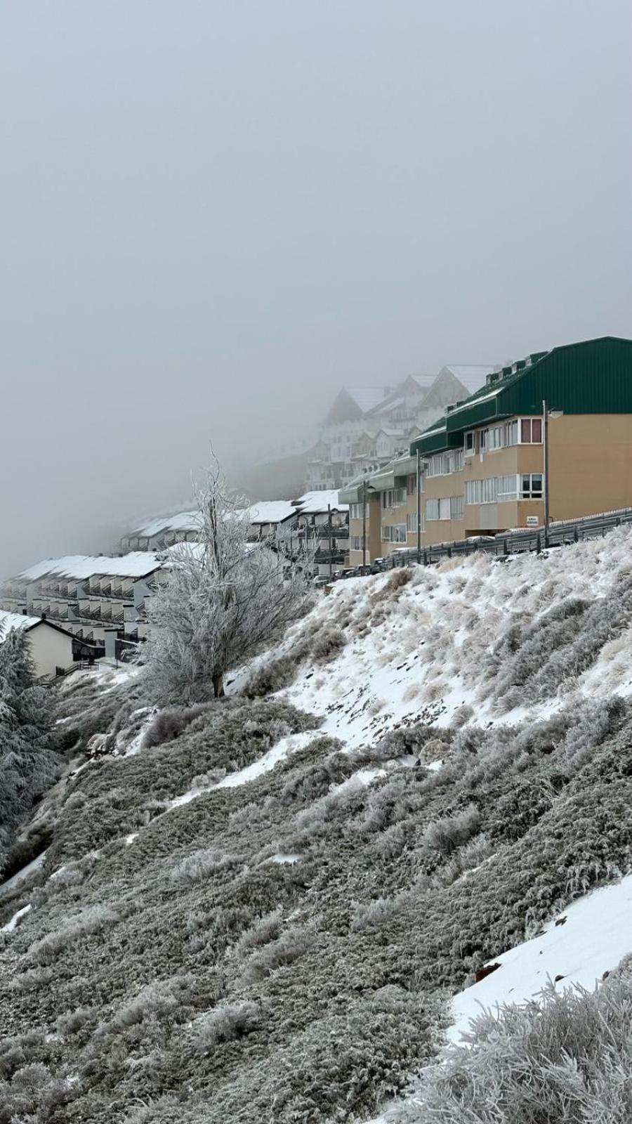 Biznaga Nevada