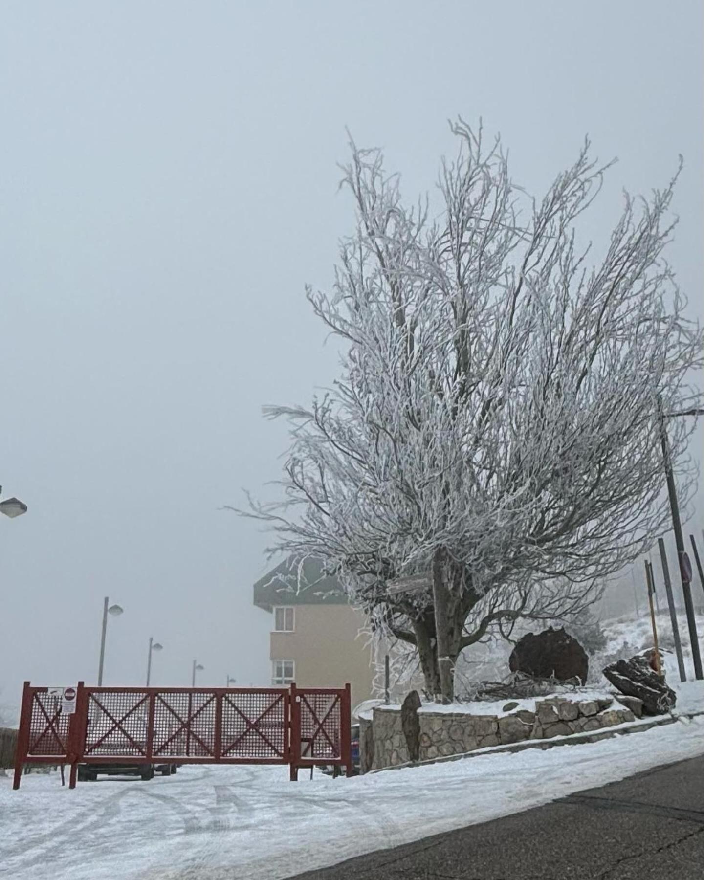 Biznaga Nevada