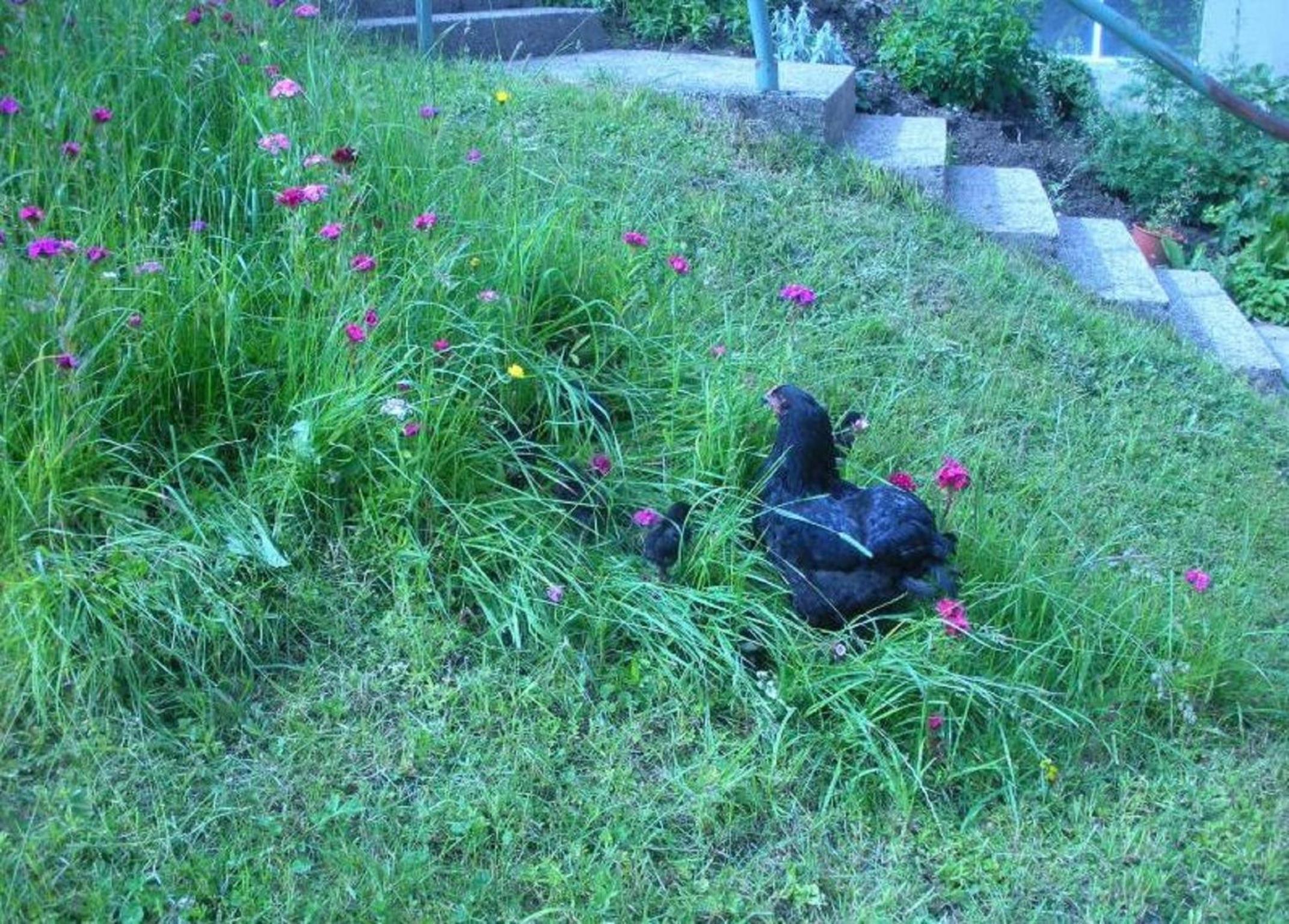 Photo 26