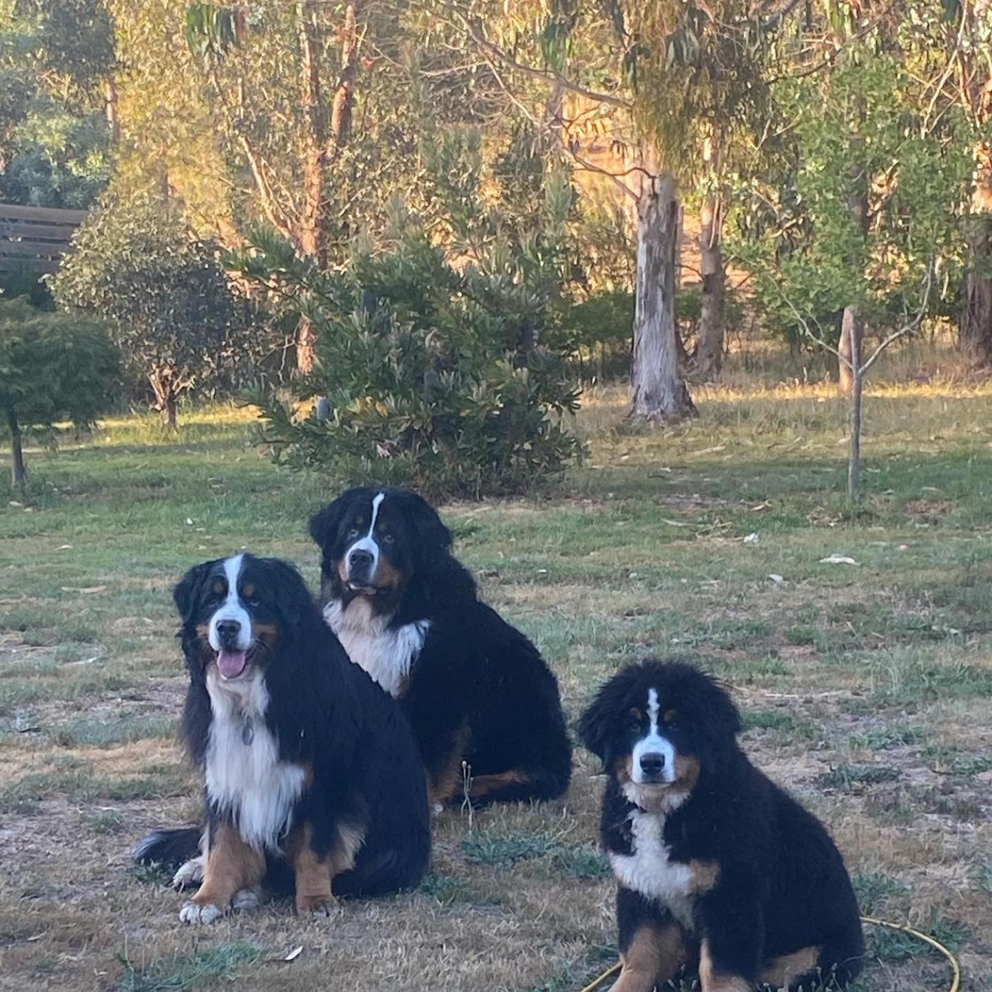 Hillview & Stringybark, Halls on Falls Homestead