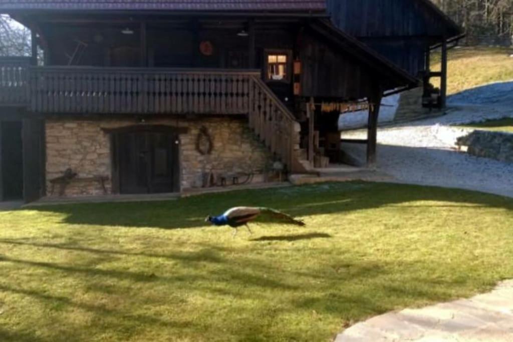 Photo 20