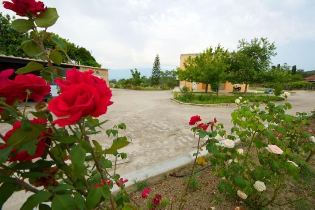 House of Roses view 4