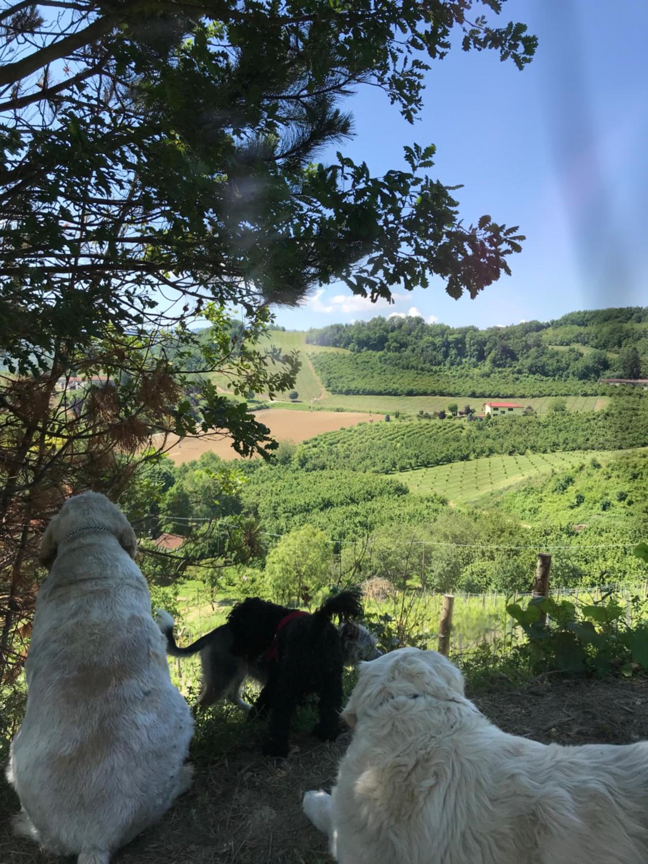 Cascina natura relax e piscina view 2