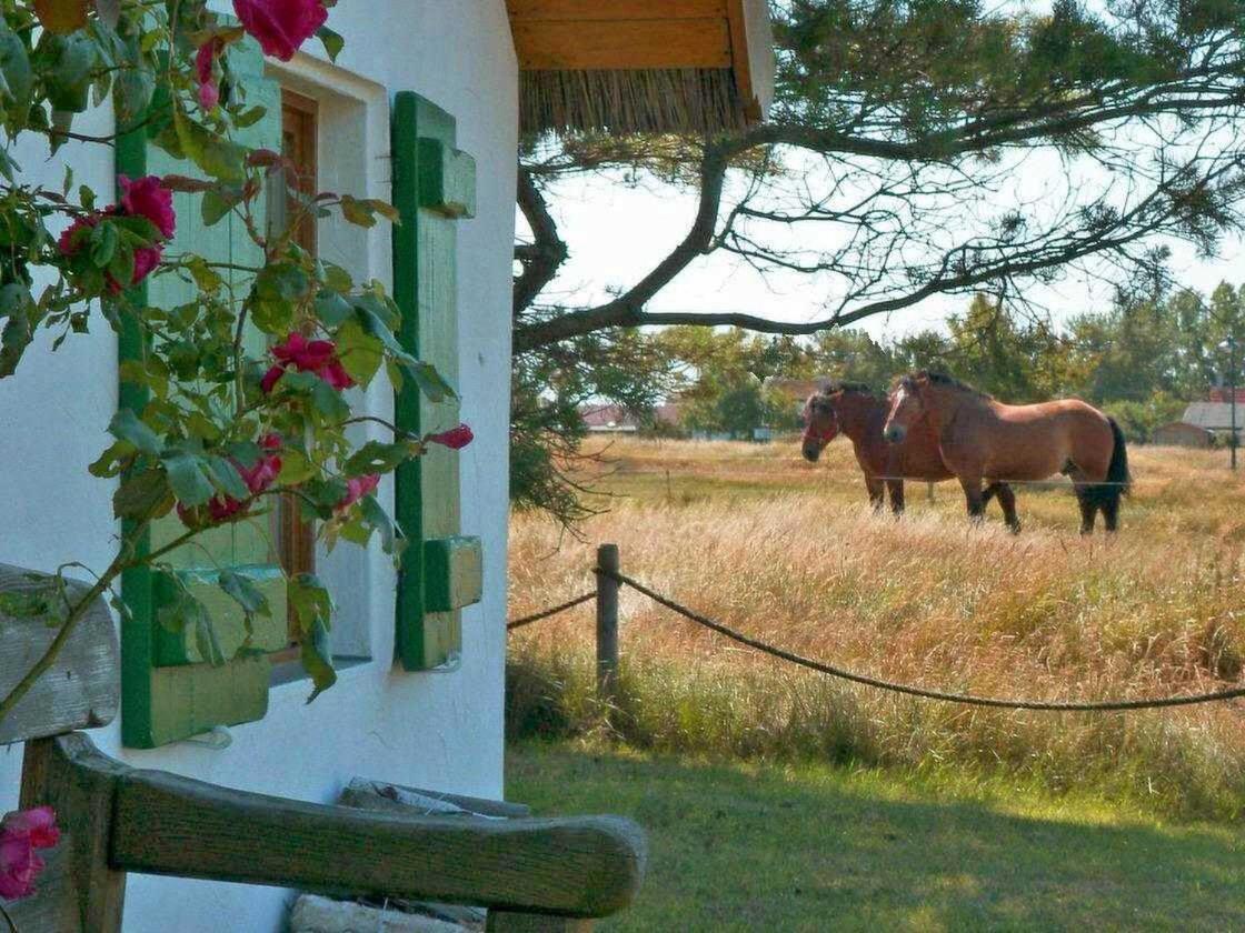 Appartement im Fischerhaus Hiddensee 22 qm
