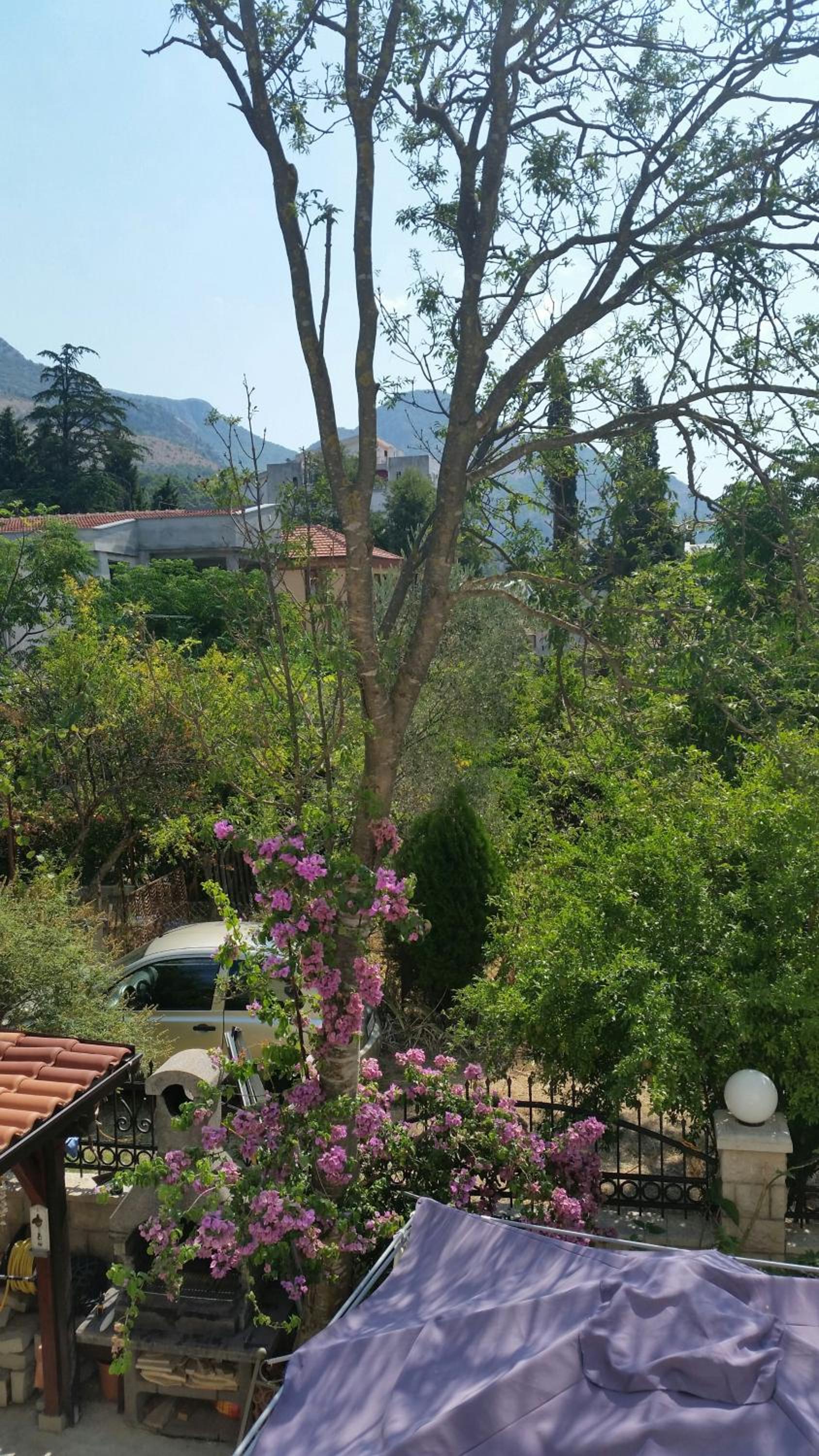 Apartments Beba Zalad