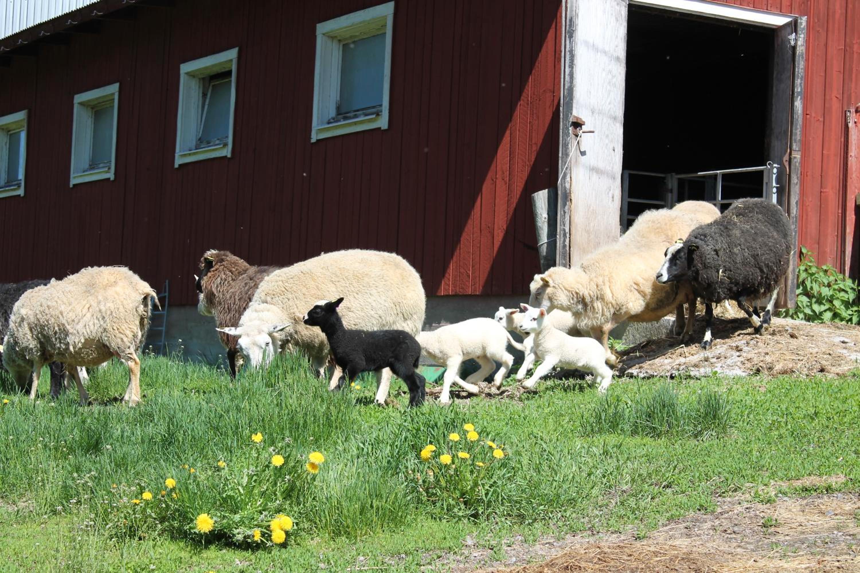 Fårgården Åsebol