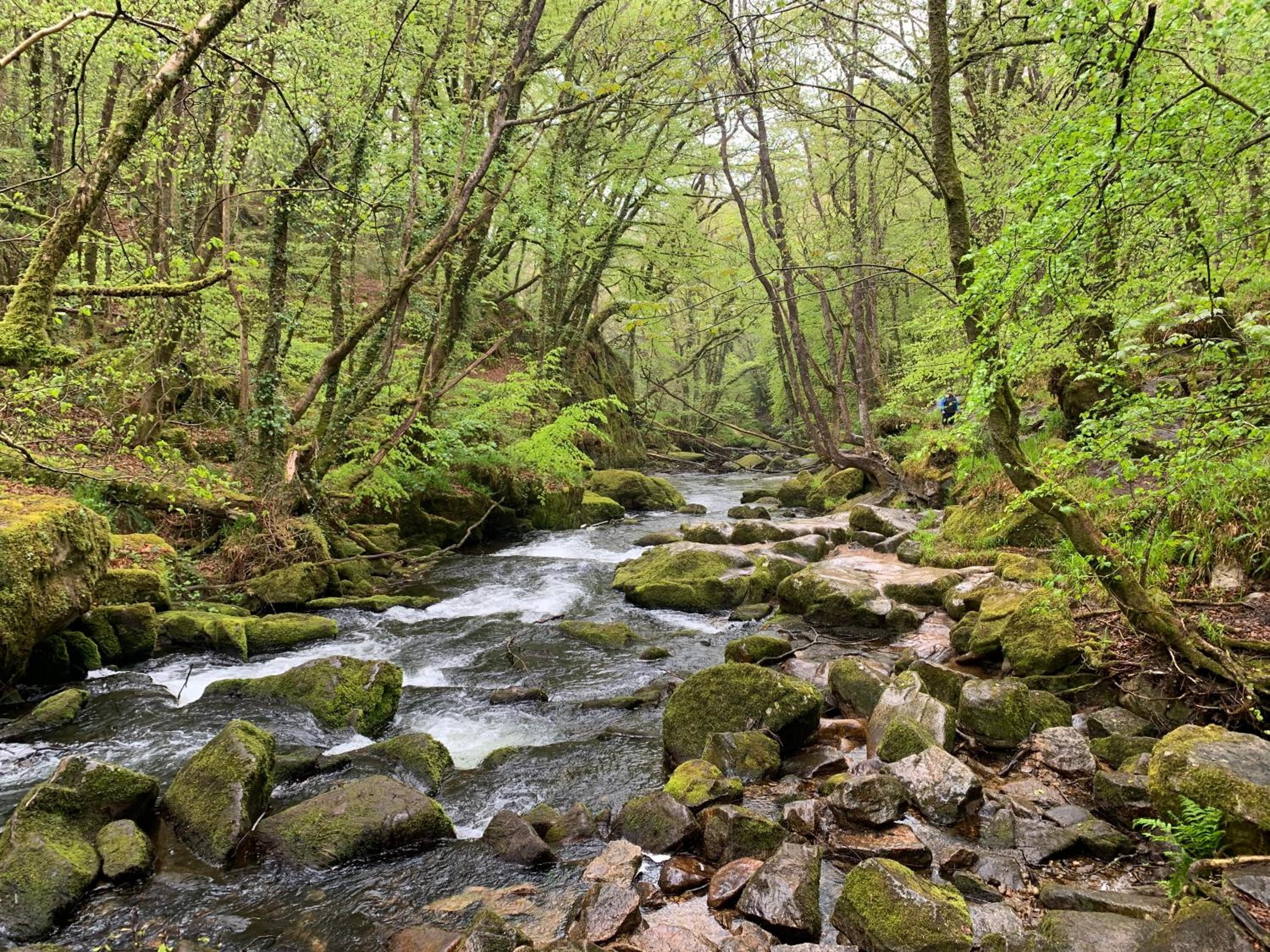 Looe Vacations - Horseshoe Cottage - Property Image 43