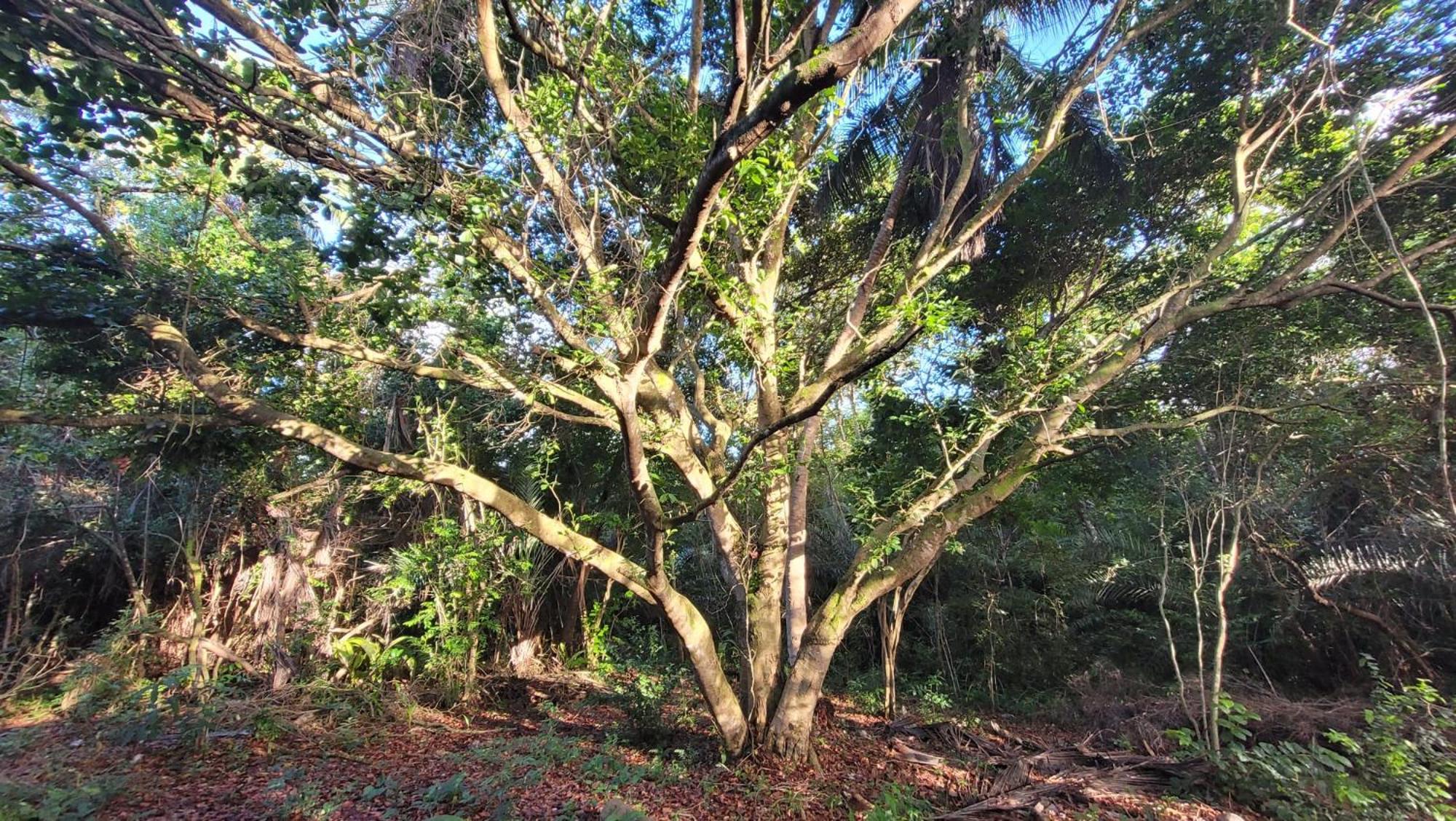 Casa da mata- Vista linda pra mata e jardim privativo
