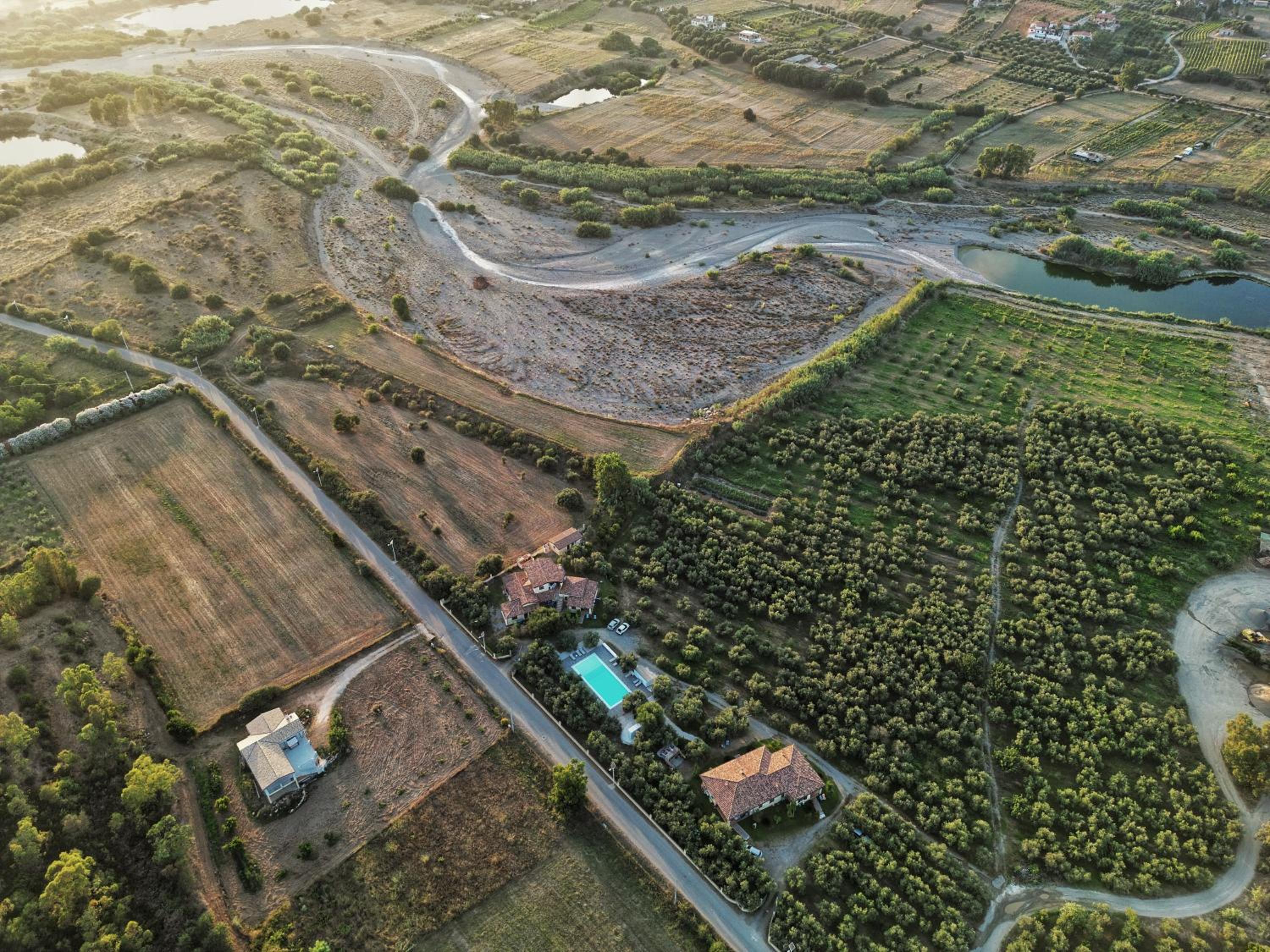Armandiola