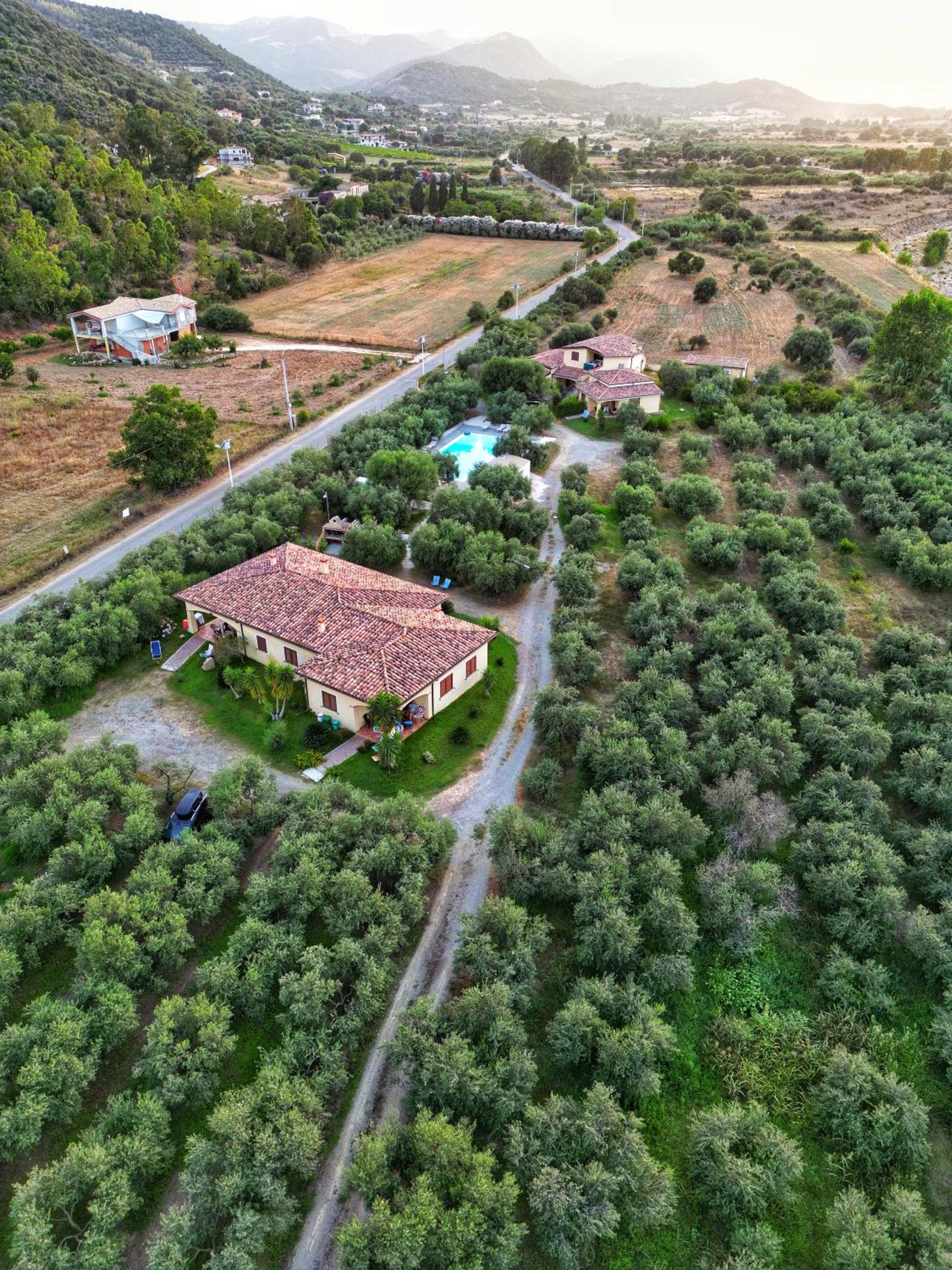 Armandiola