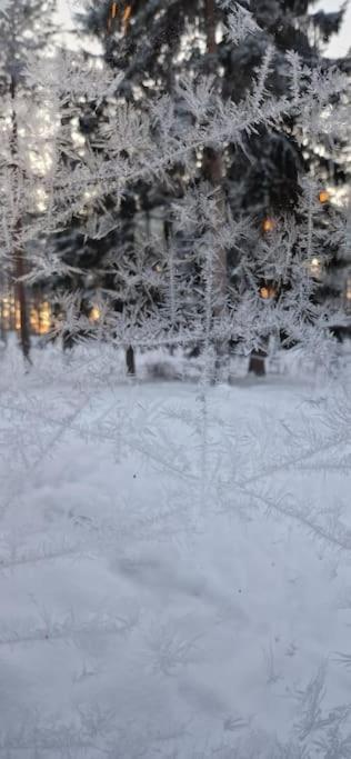 Coloria - kotisi Rovaniemellä, luonnollisesti