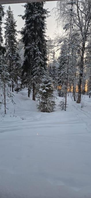 Coloria - kotisi Rovaniemellä, luonnollisesti