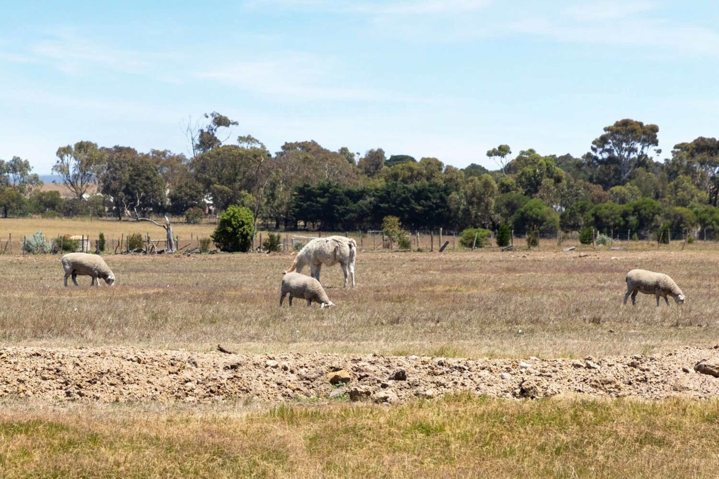 10BR Great Ocean farmstay for 20 people