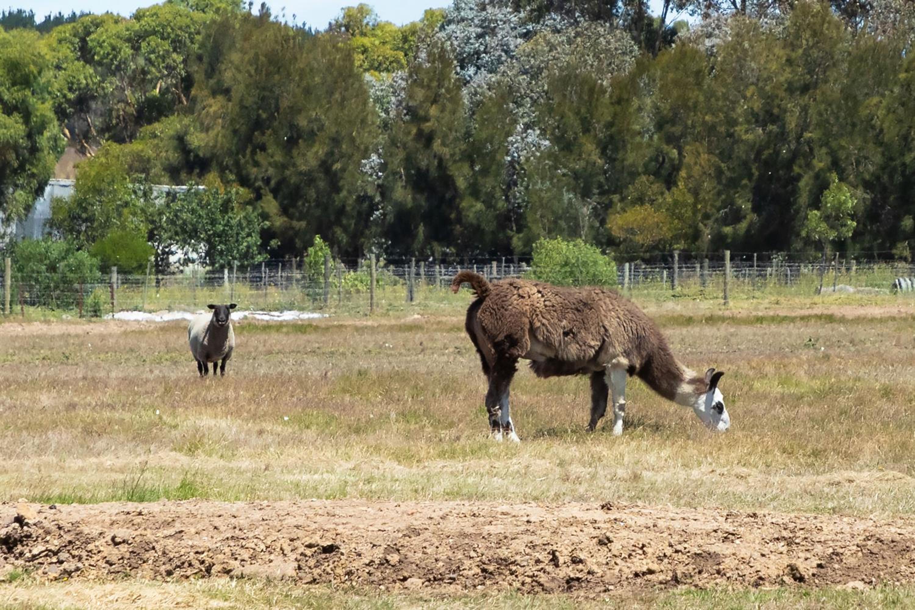 10BR Great Ocean farmstay for 20 people