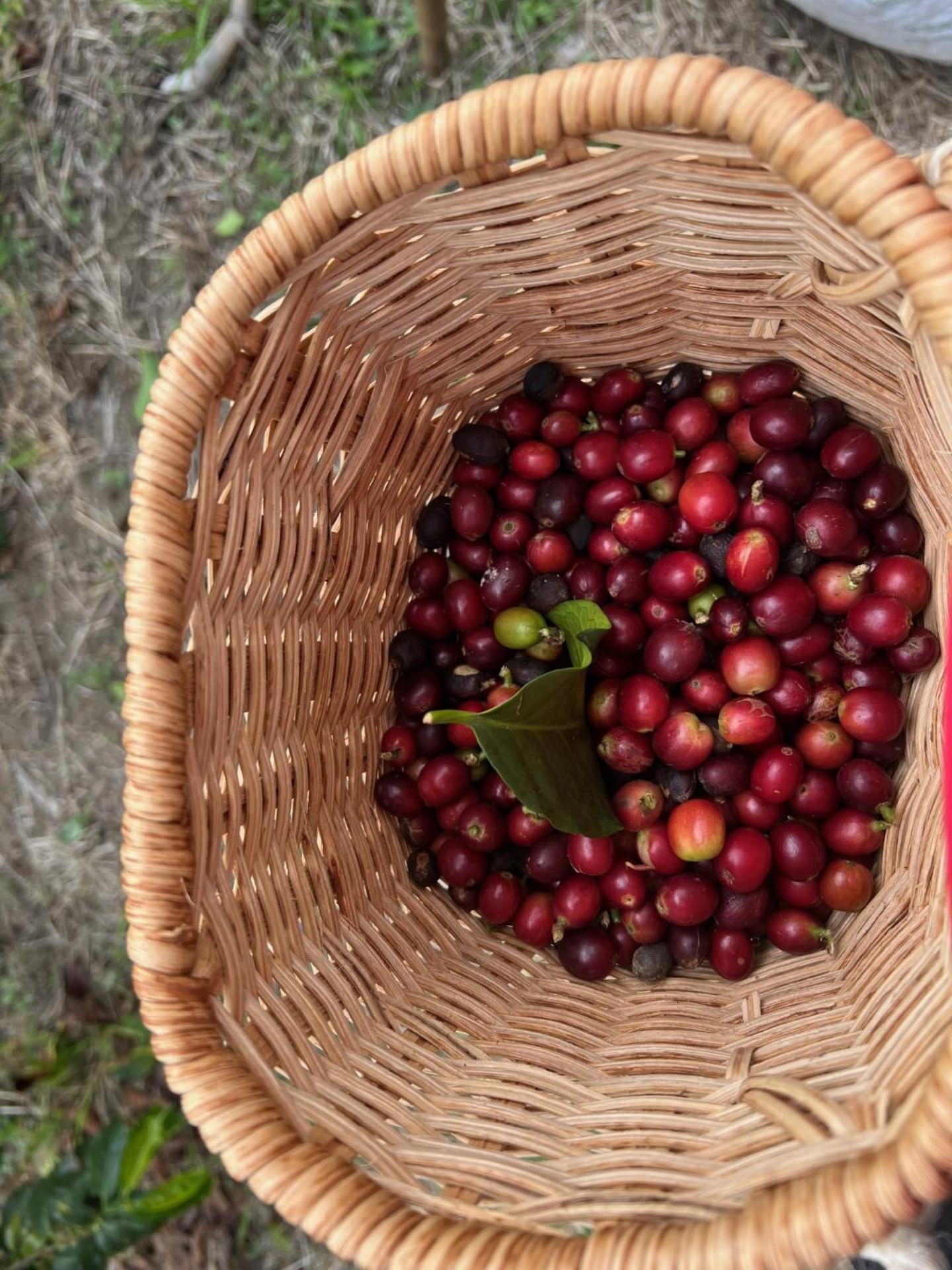 Finca Cafetera Madrigal - Café Sortiz