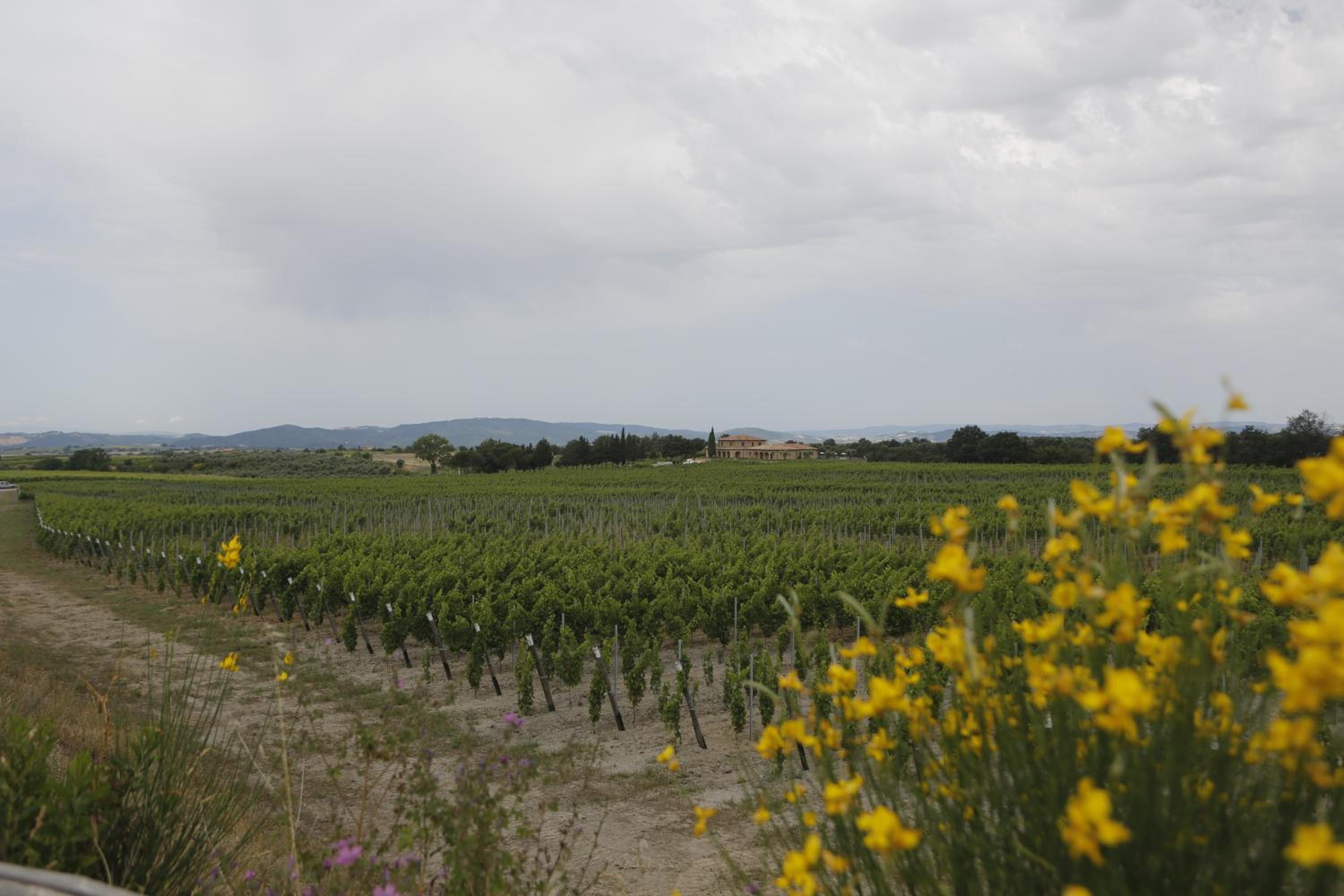 Agriturismo Poggio Al Tufo