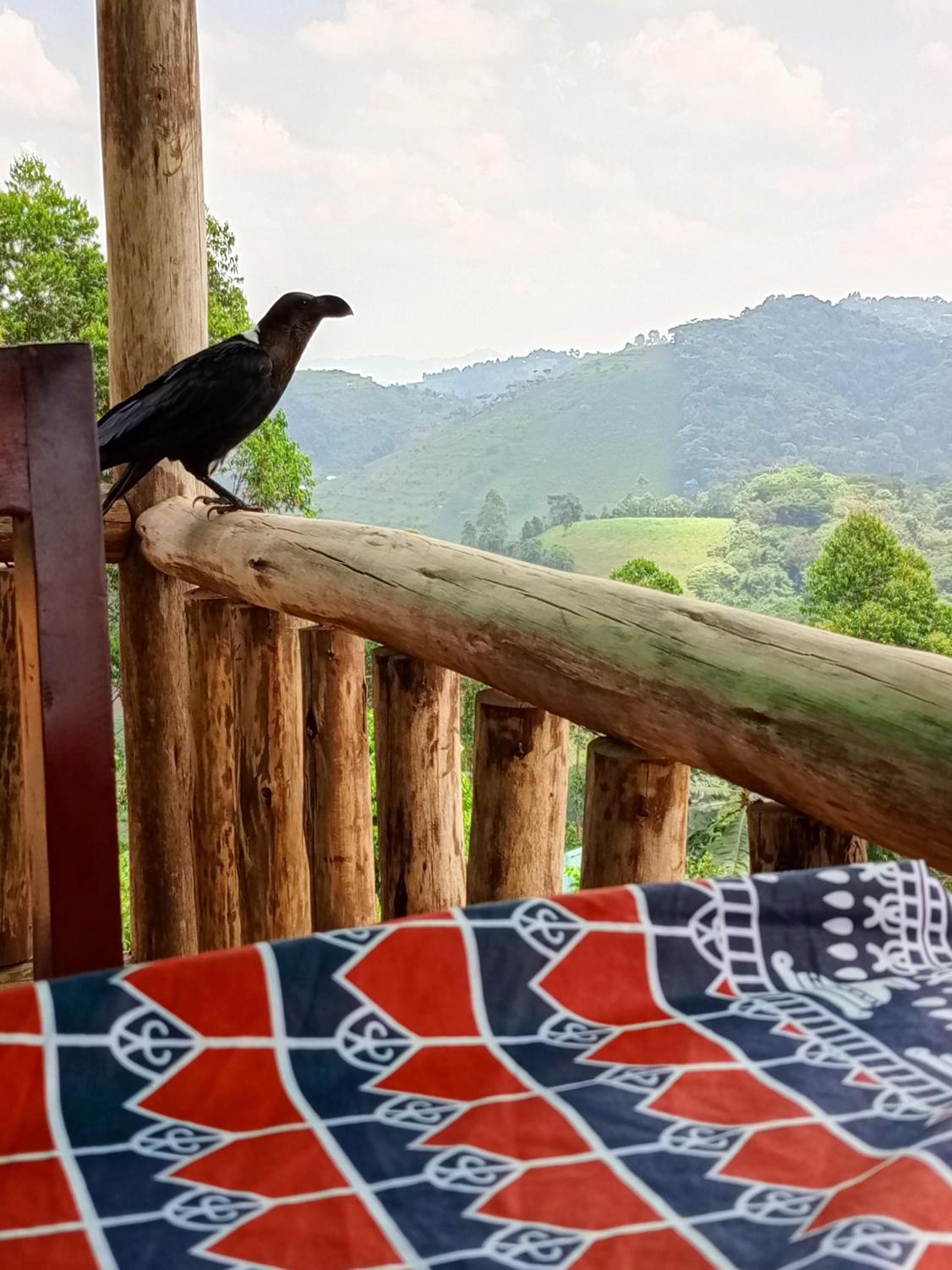 Bwindi Neckview Lodge