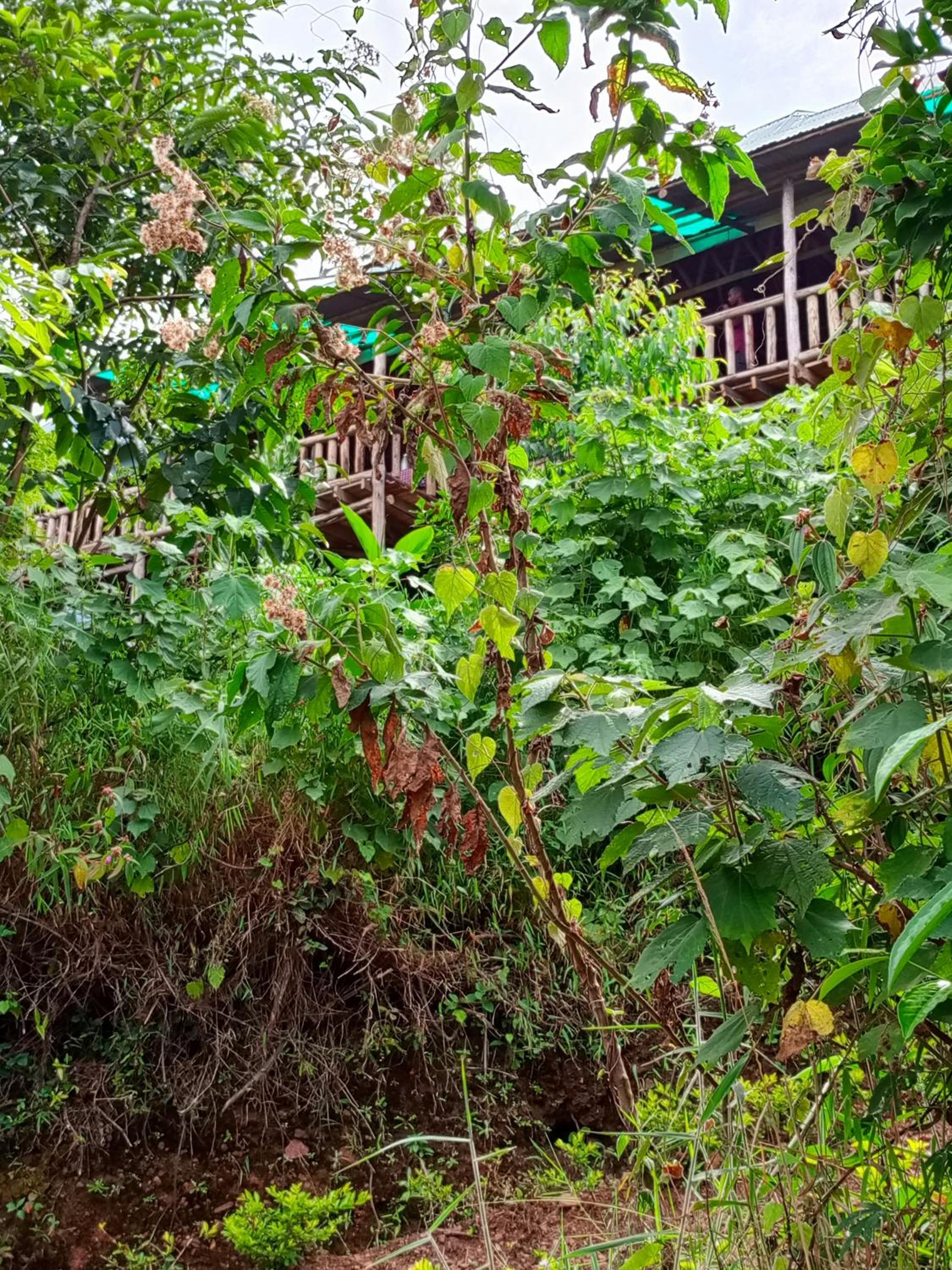 Bwindi Neckview Lodge