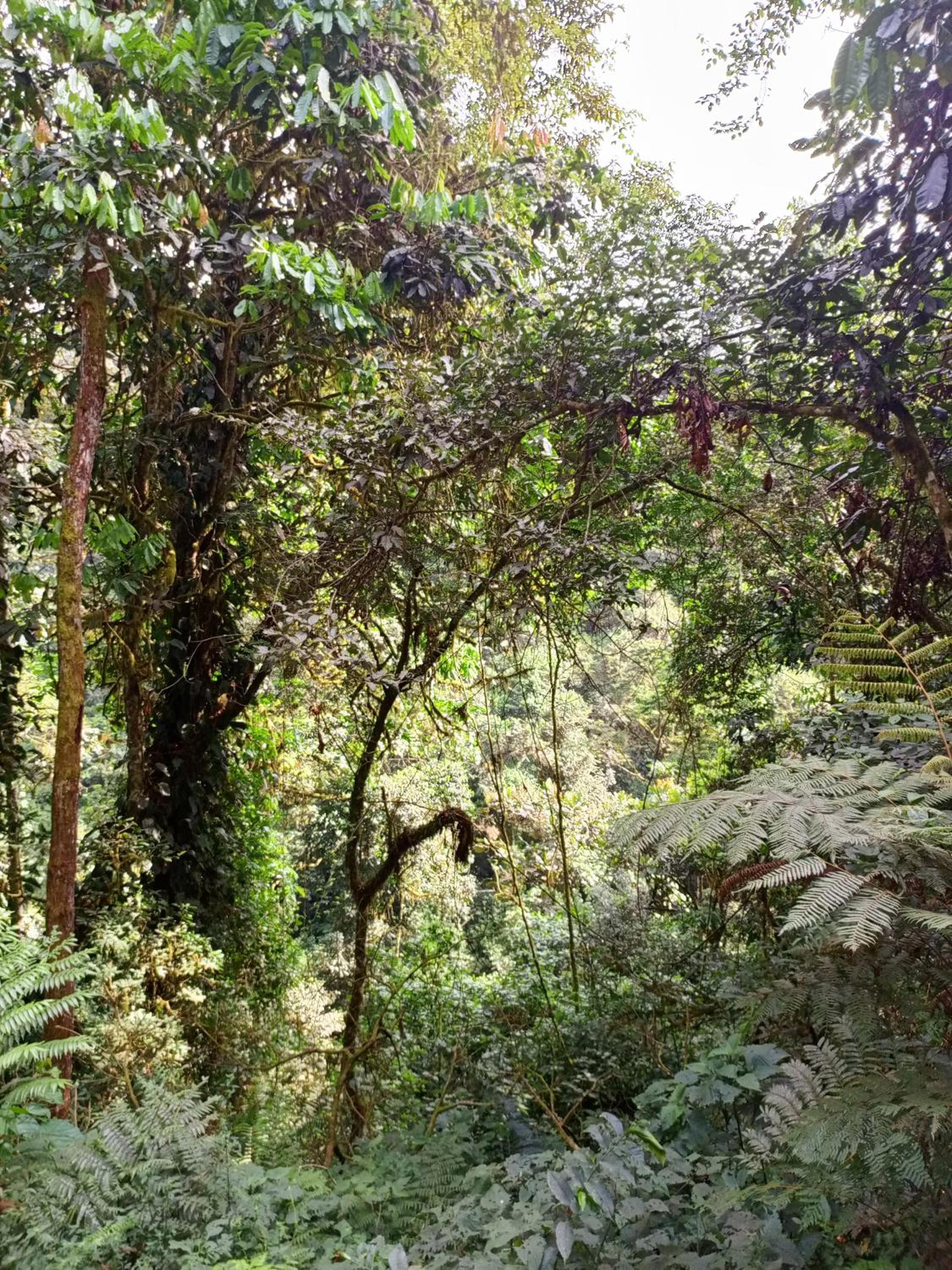 Bwindi Neckview Lodge