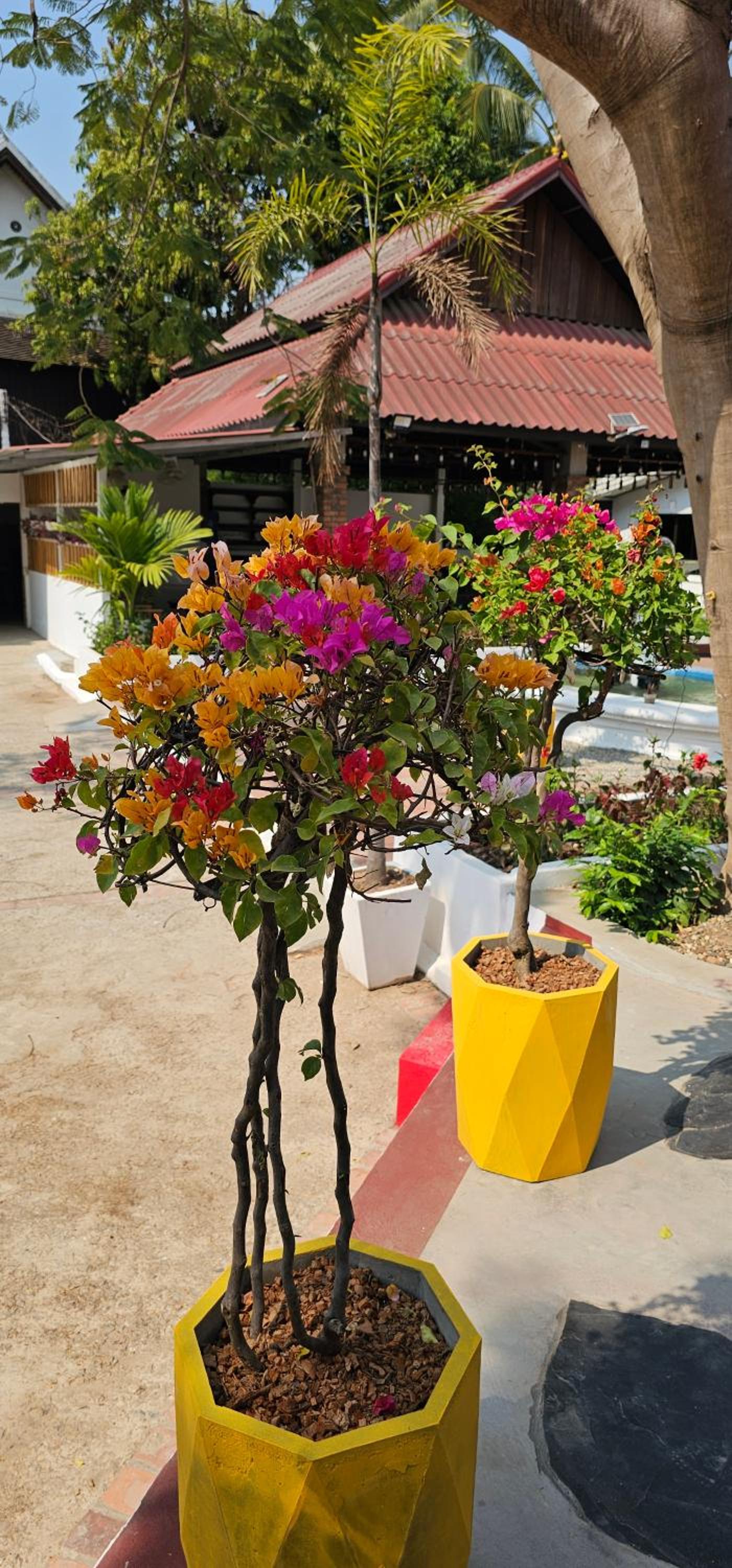 Sabaidee Guesthouse