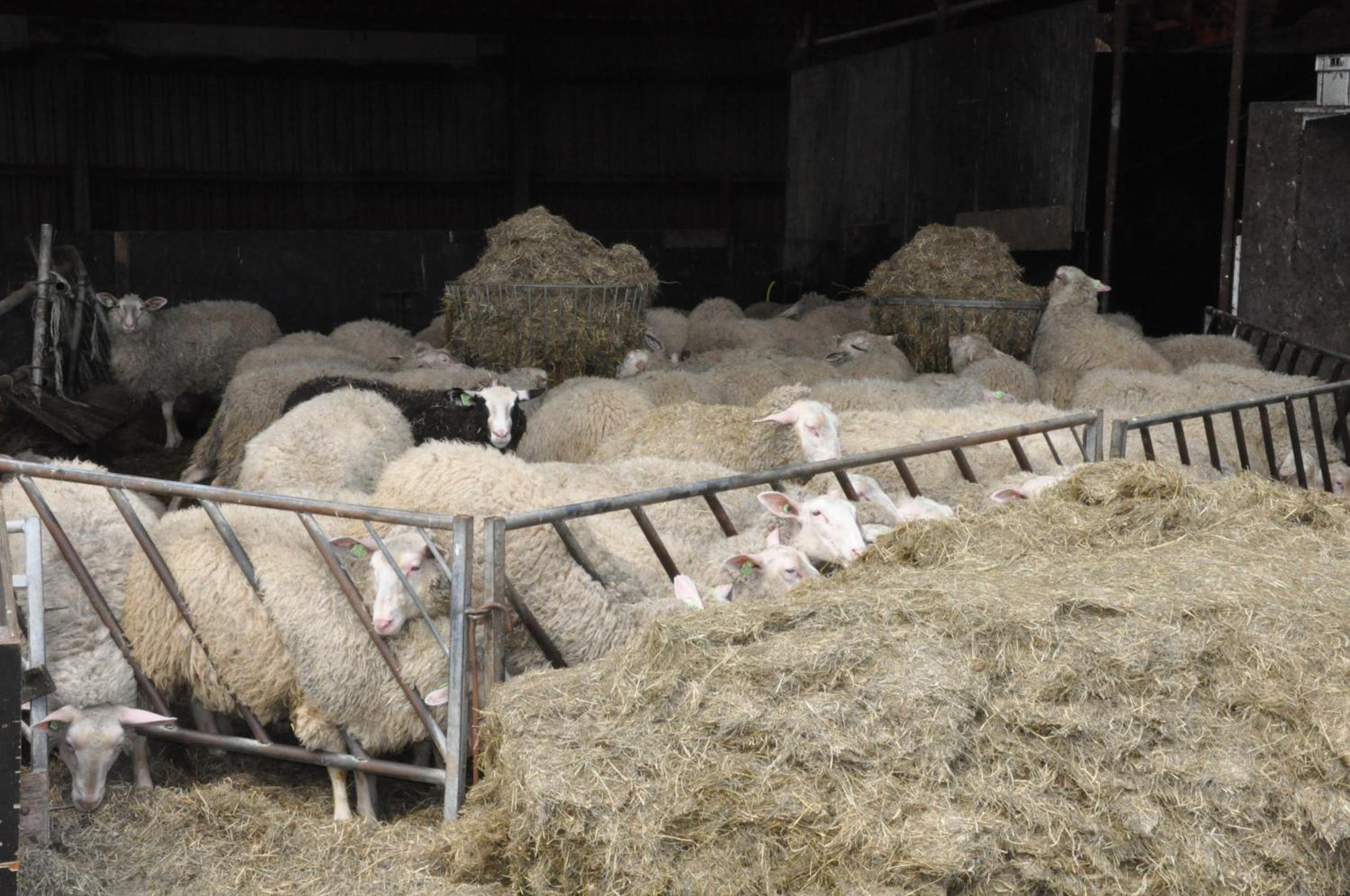 Large cottage on sheepfarm