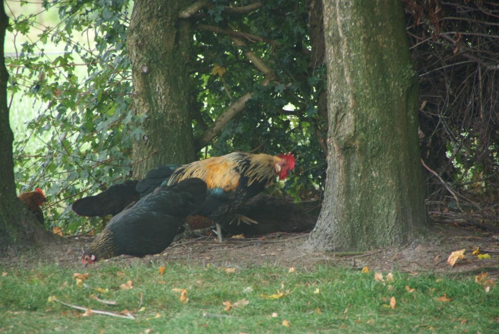 Photo 27