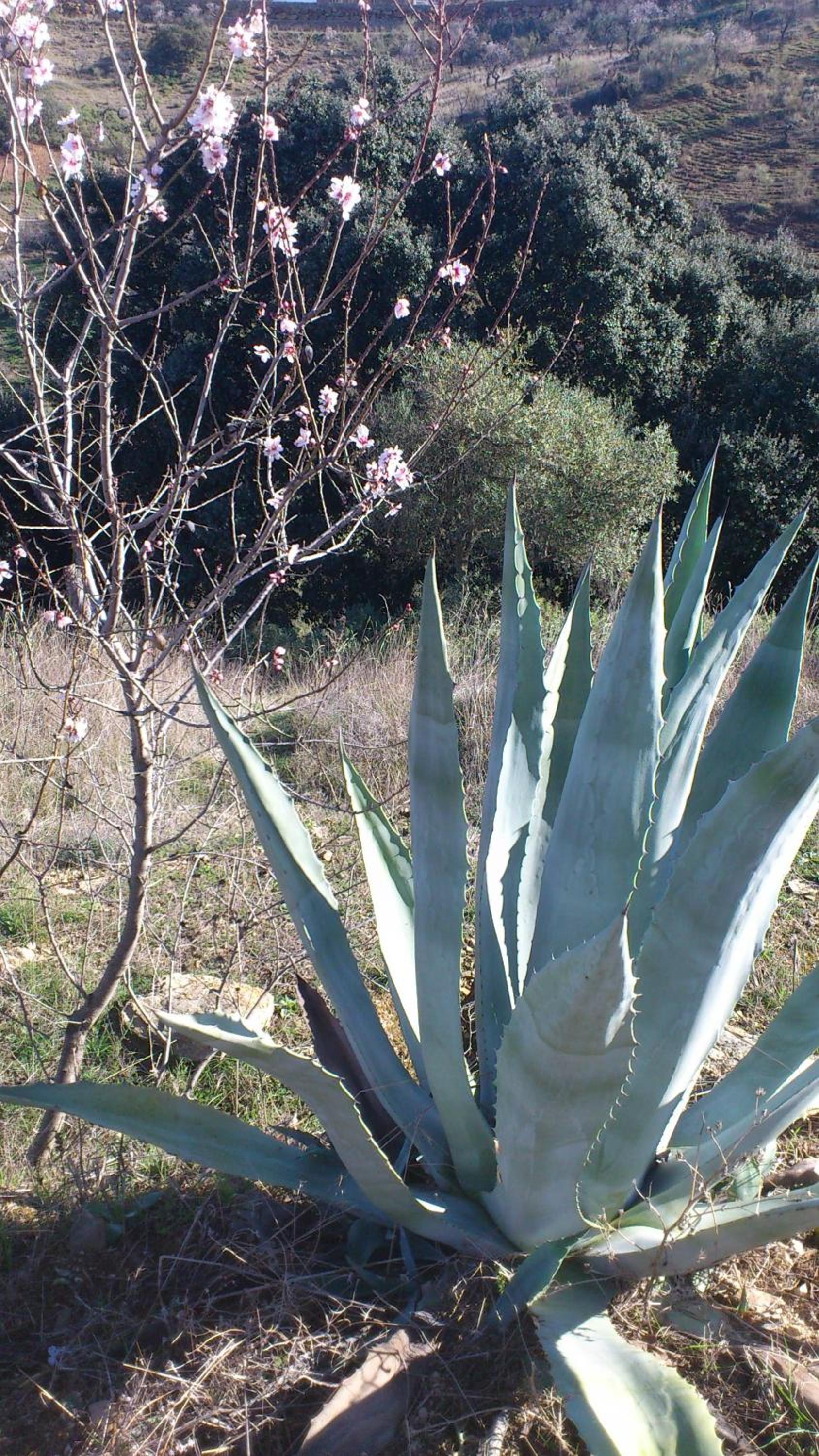 La Zenia