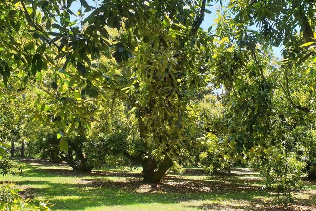 Avocado Orchard Retreat!