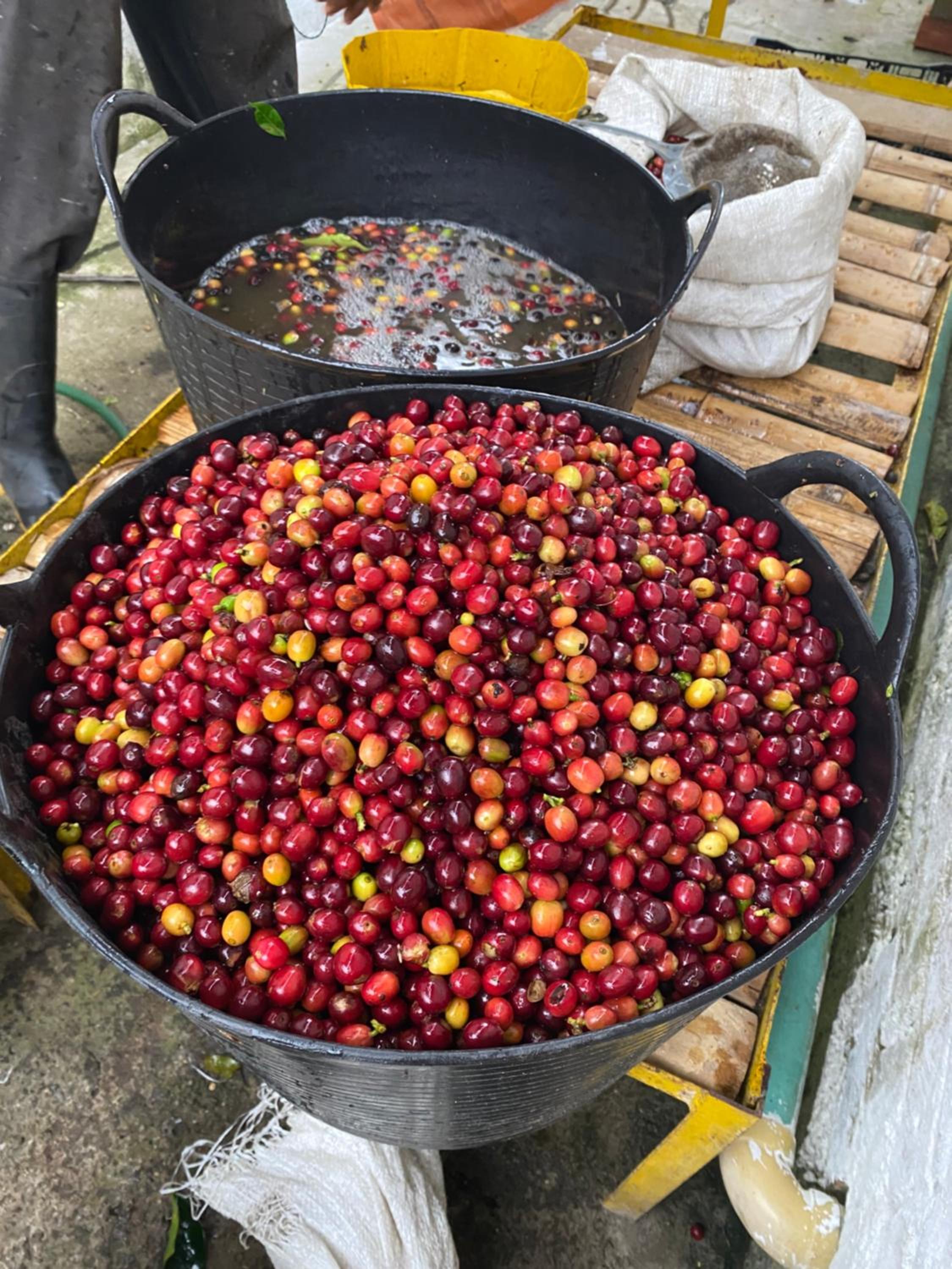 Finca Cafetera Madrigal - Café Sortiz