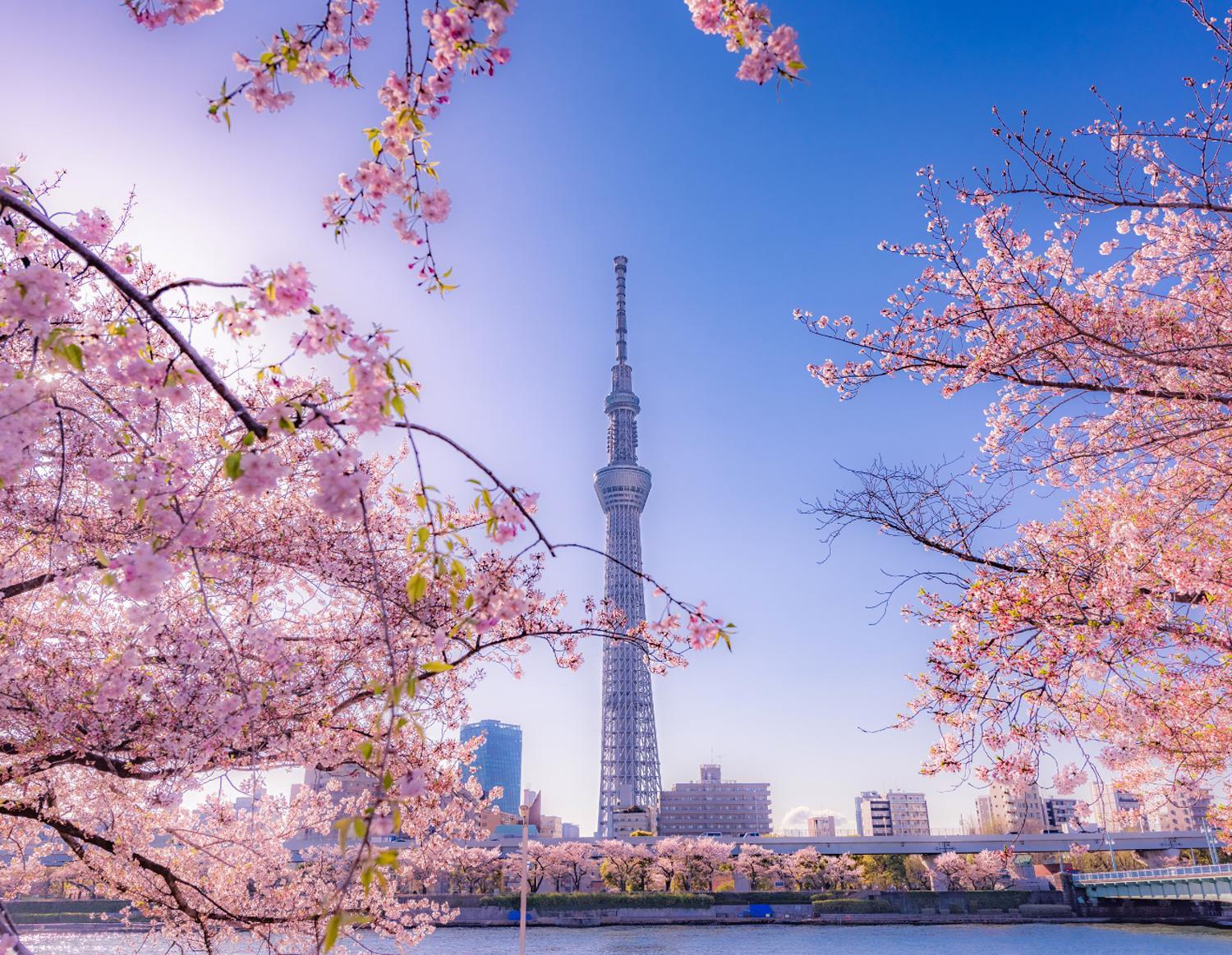 GrandTree Hotel - Specutaclor Skytree view!