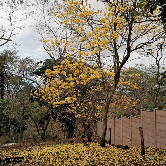 Jaco, Peace Home around nature