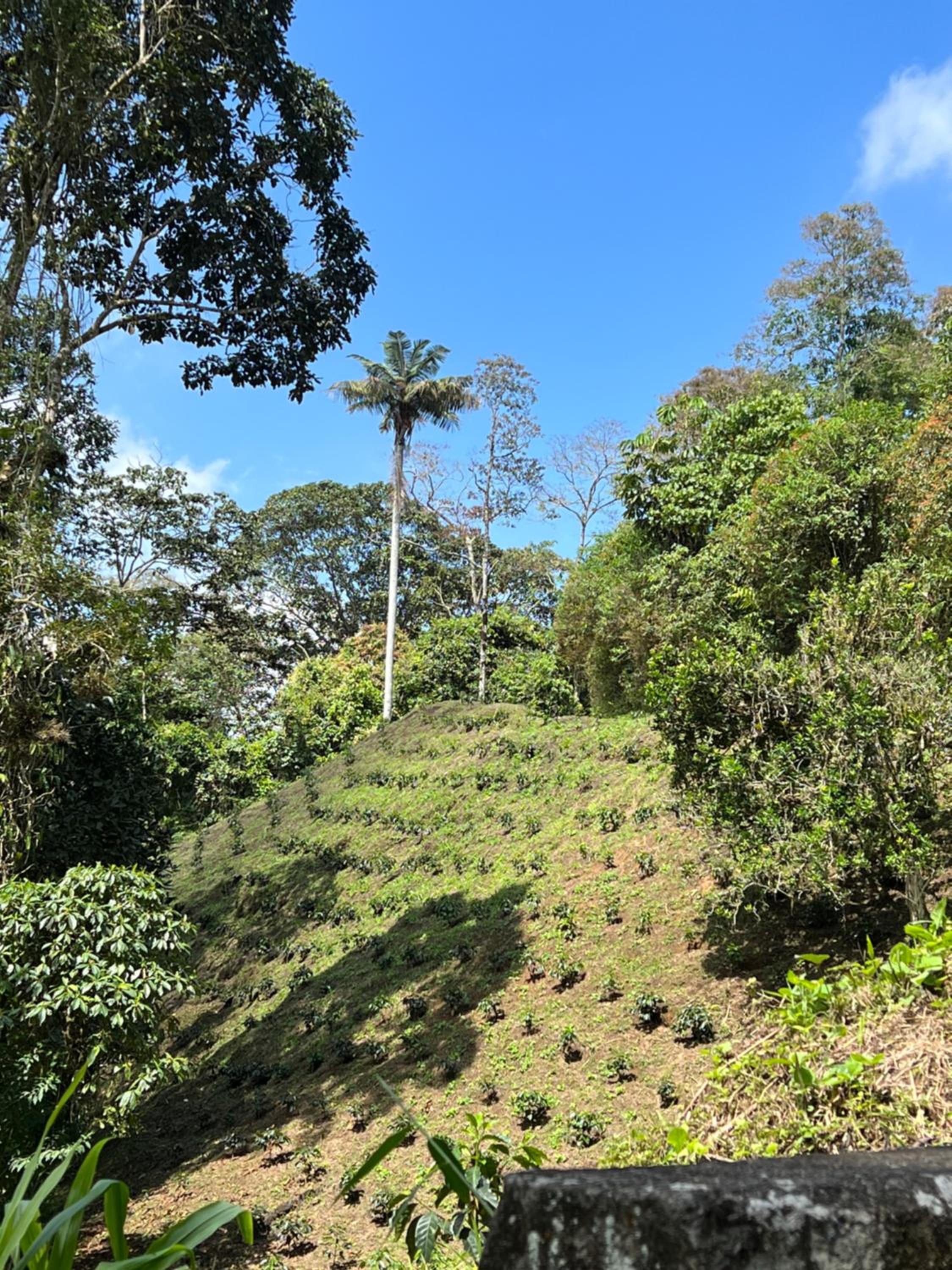 Villa verónica