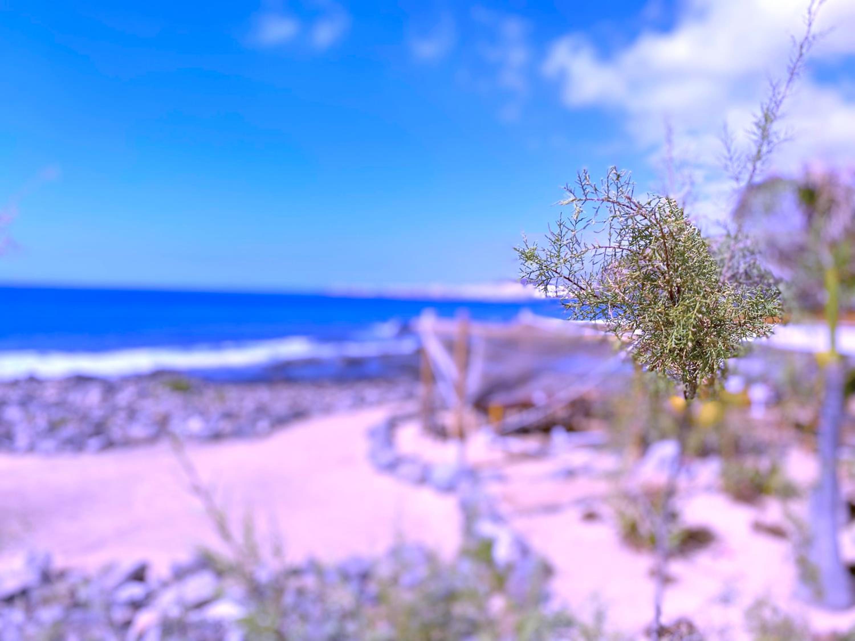 Tropicalidays Las Olas