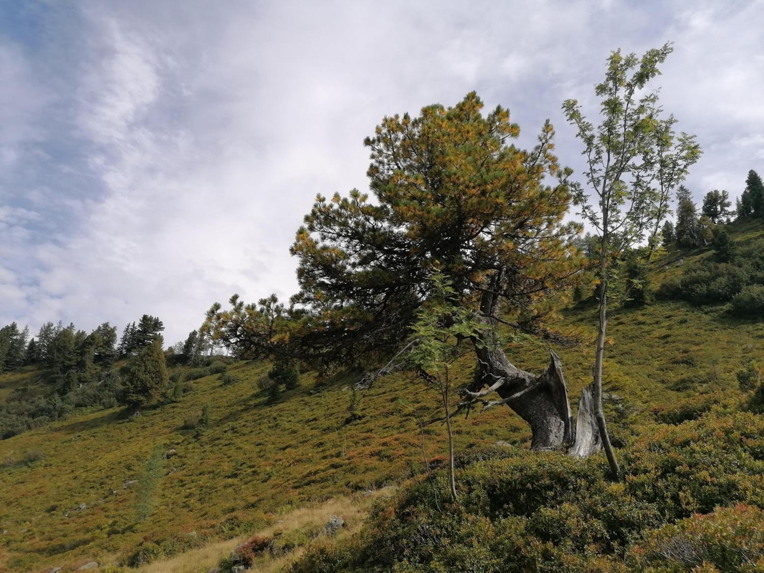 Leitnerbauer's Troadkasten