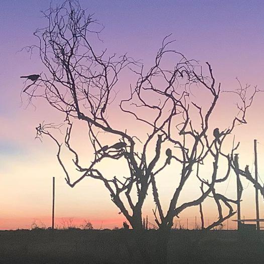 Corella Creek Country Farm Stay