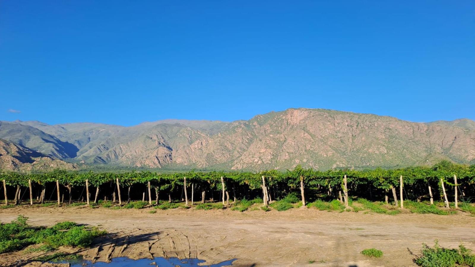 Suit Chalet Cafayate Salta