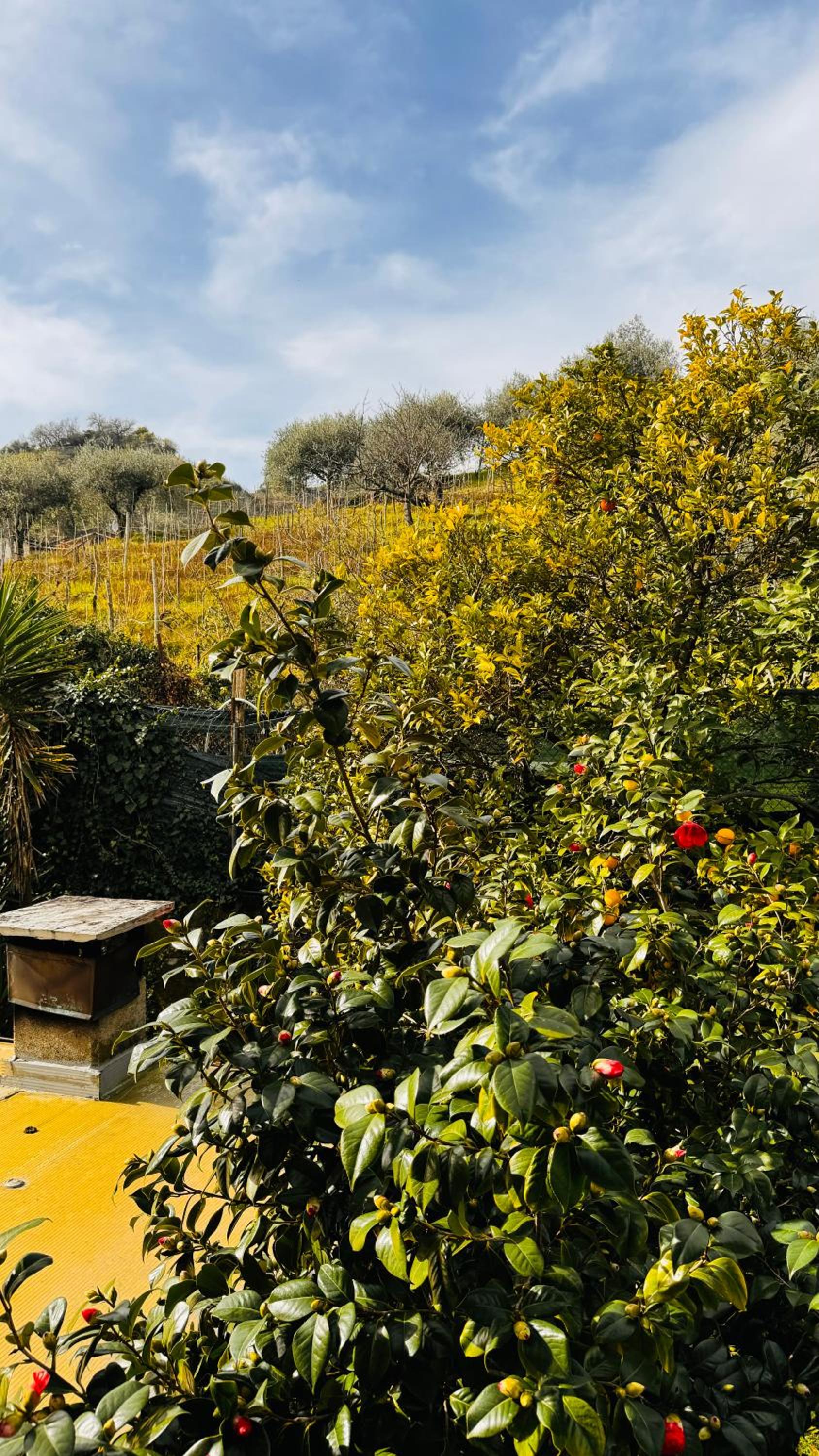 Casa Odry view 5