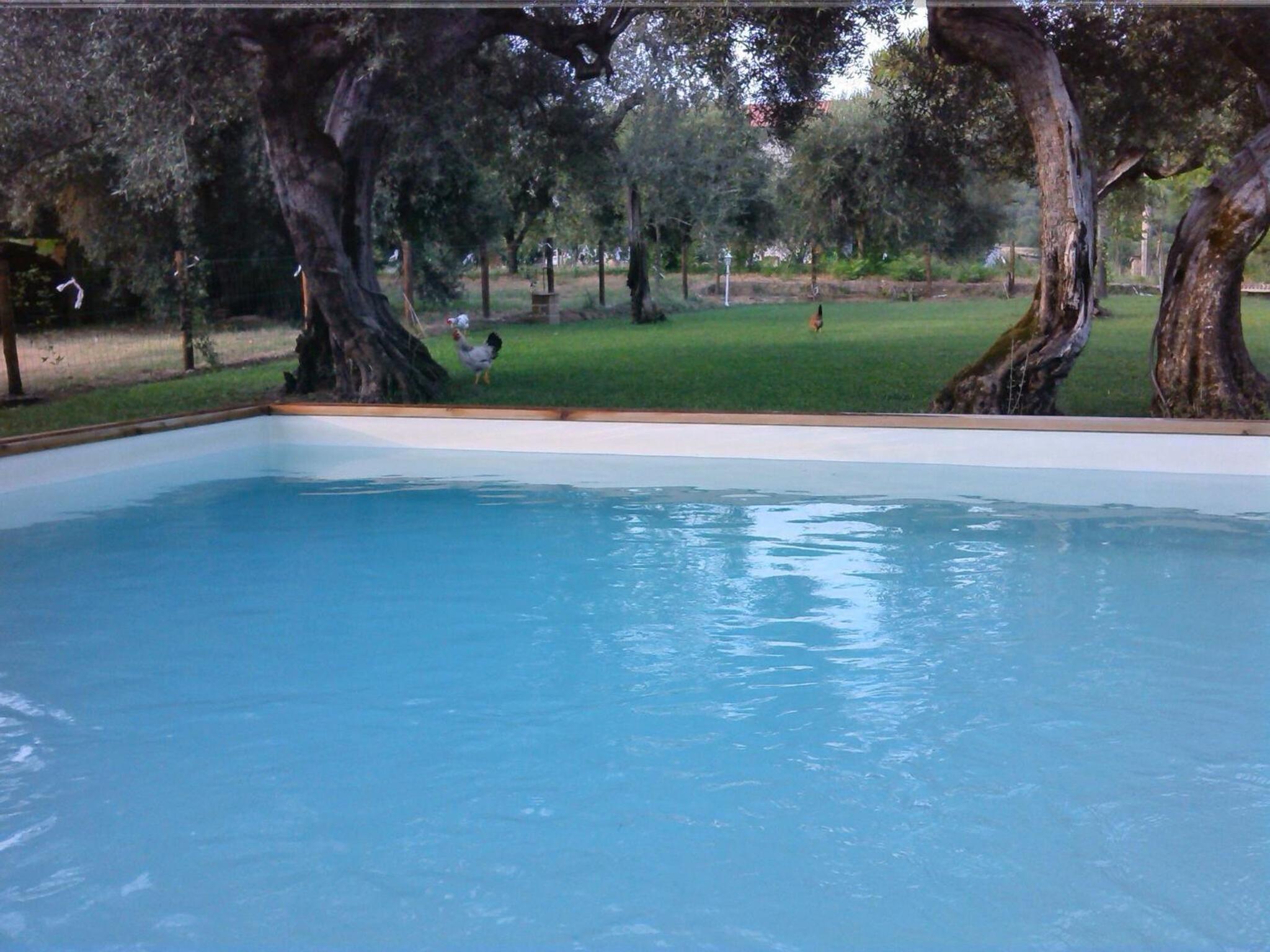 La Collina Con Gli Ulivi