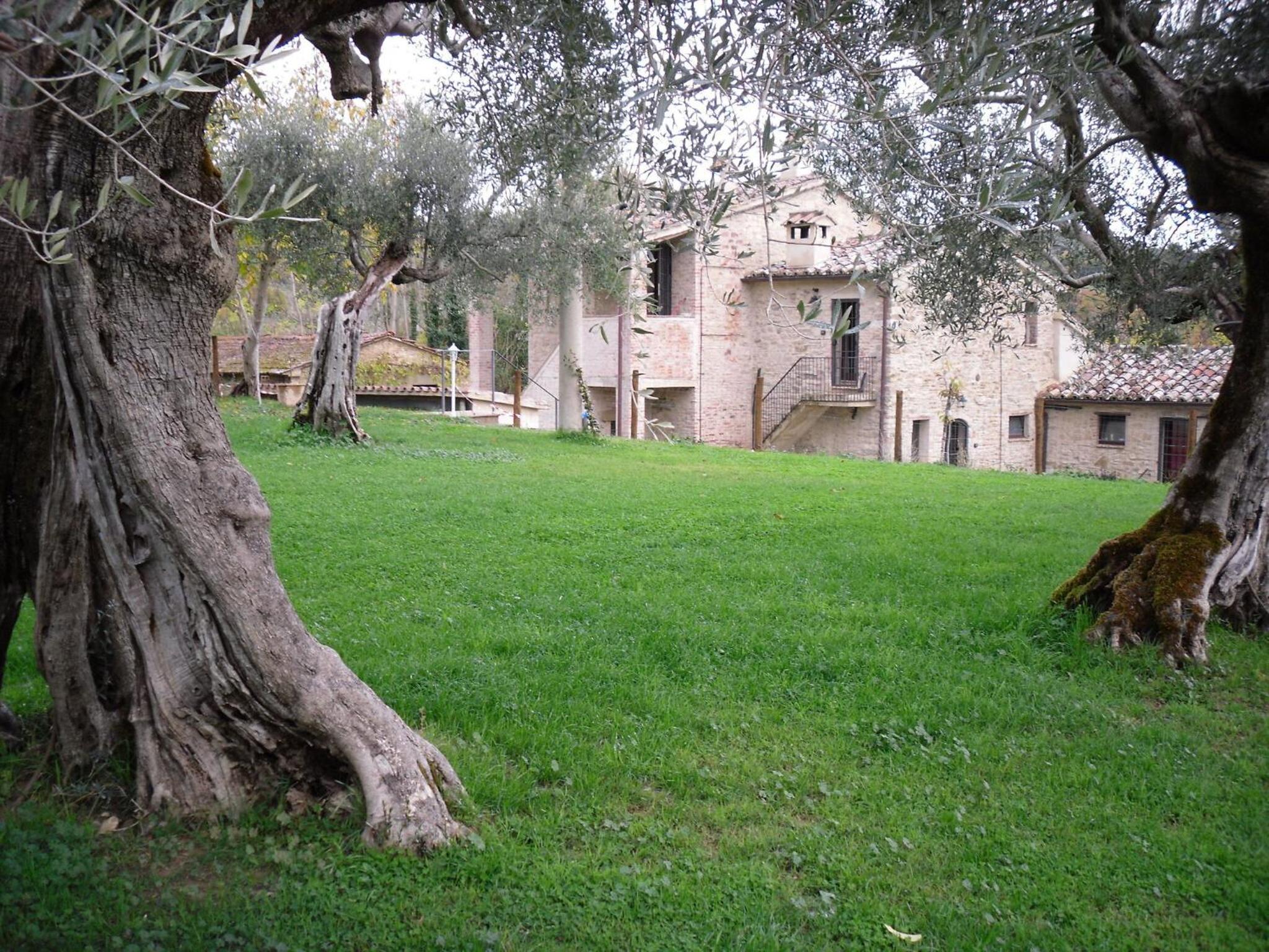 La Collina Con Gli Ulivi