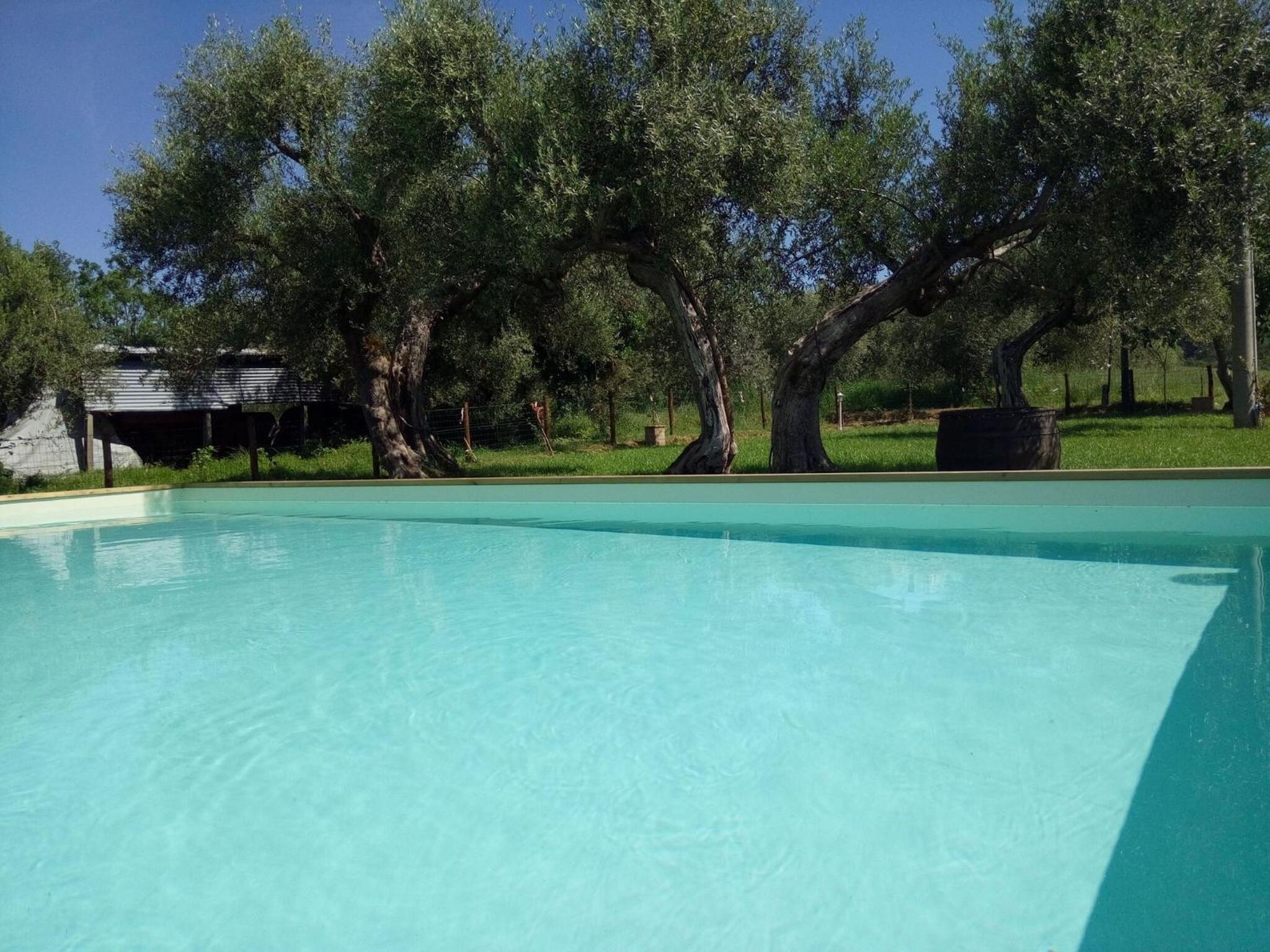 La Collina Con Gli Ulivi