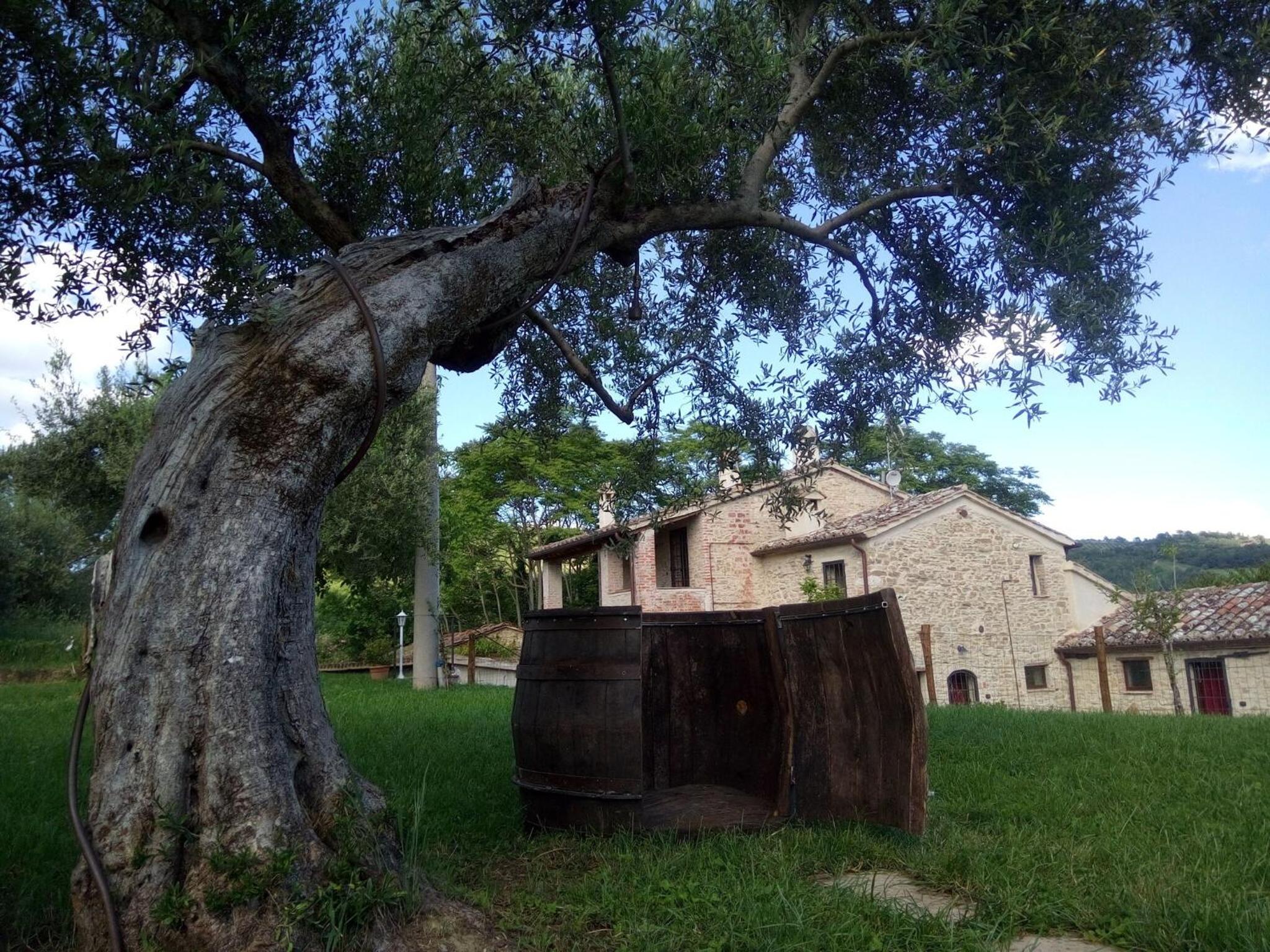 La Collina Con Gli Ulivi