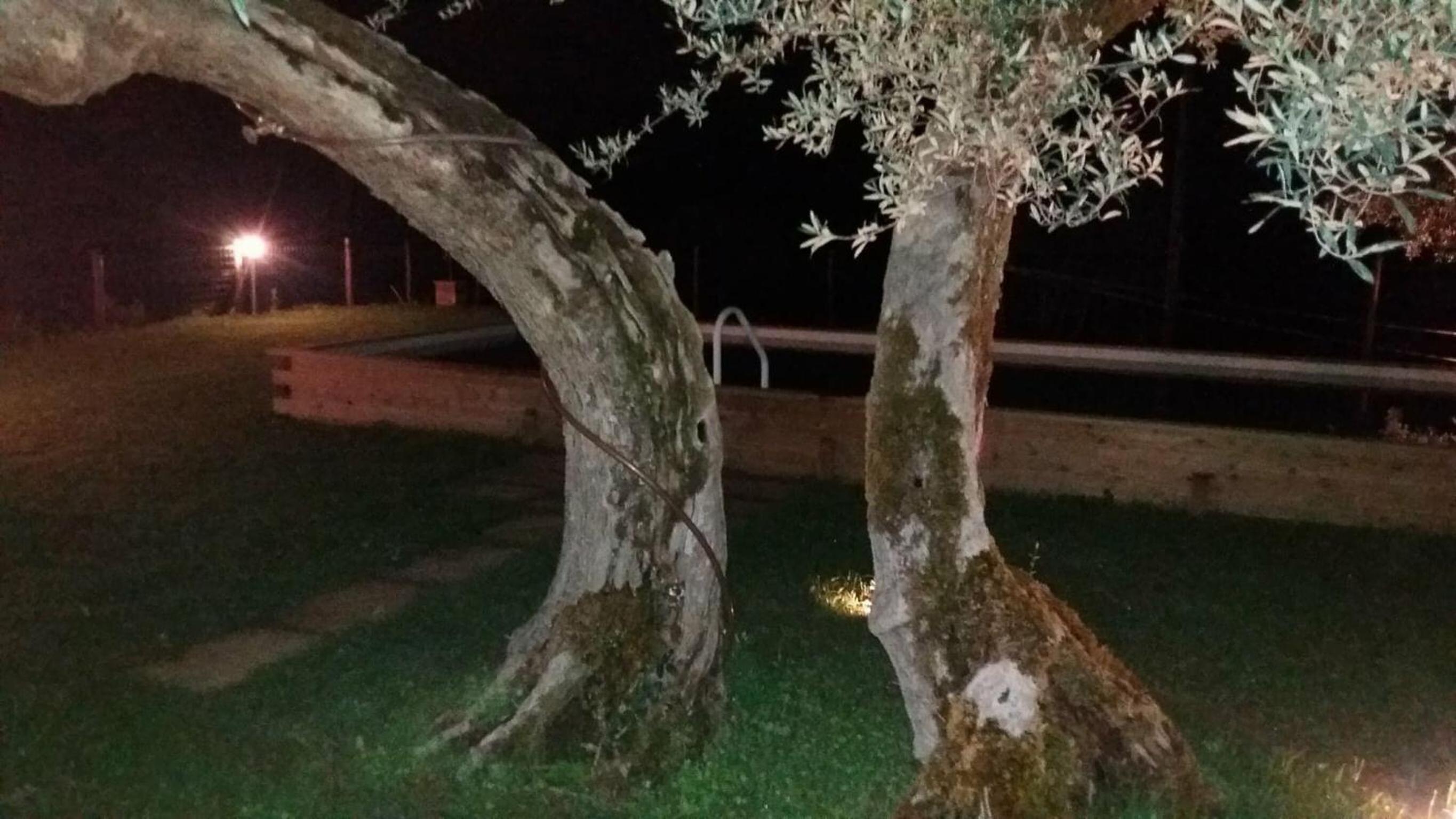 La Collina Con Gli Ulivi