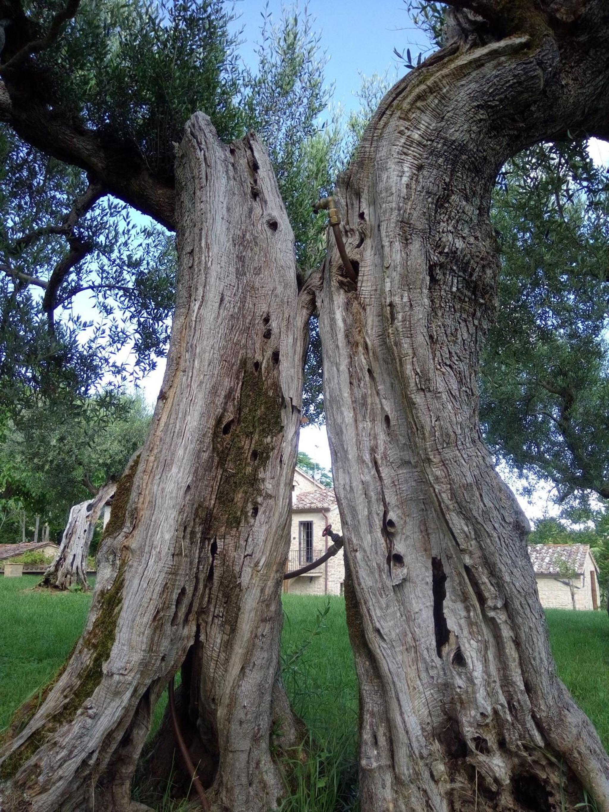 La Collina Con Gli Ulivi