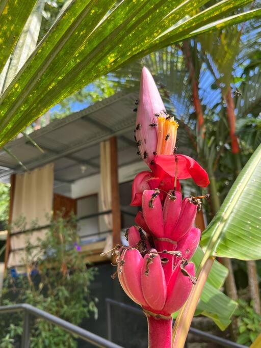 Vimanas Surf Shack