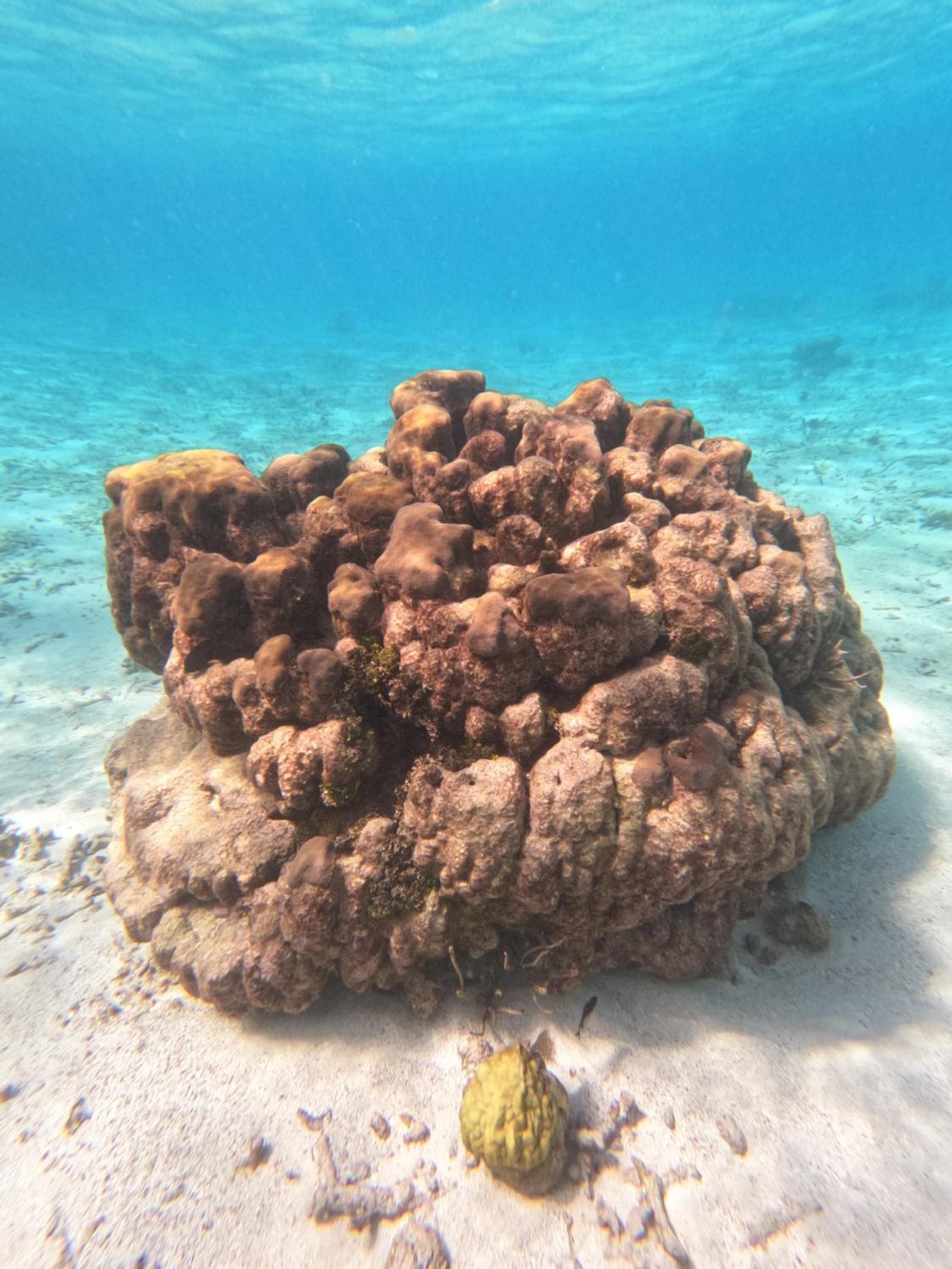 The Coral Casa
