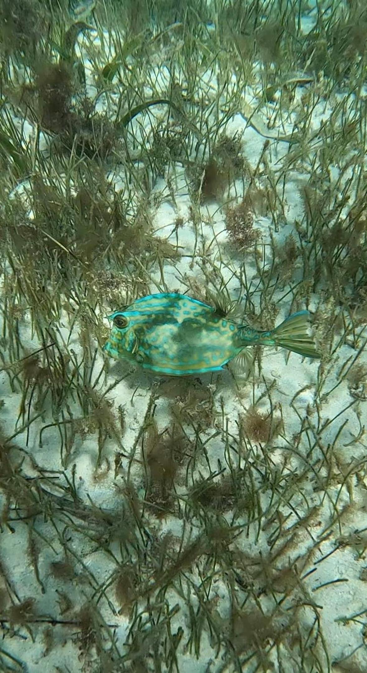 The Coral Casa