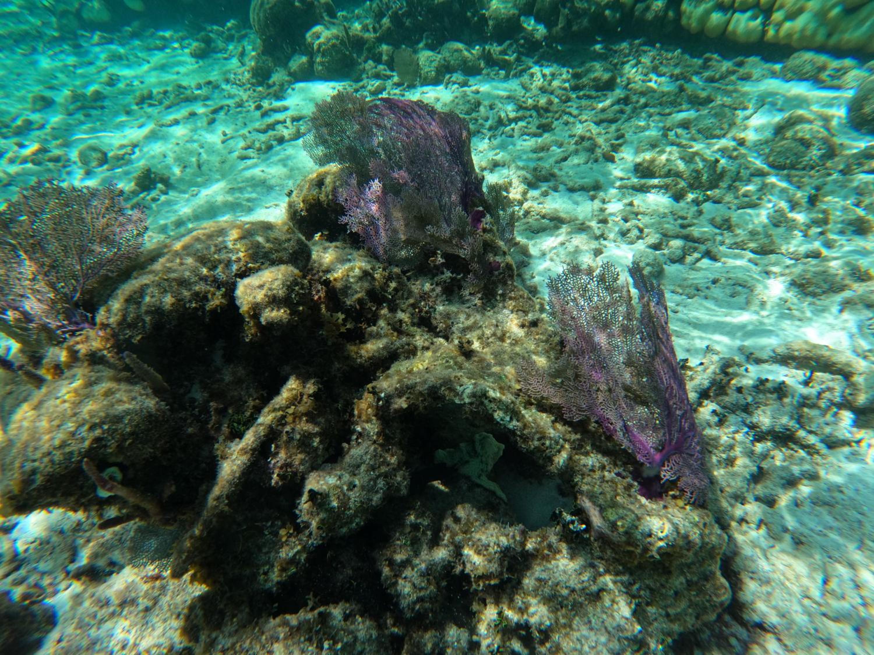 The Coral Casa