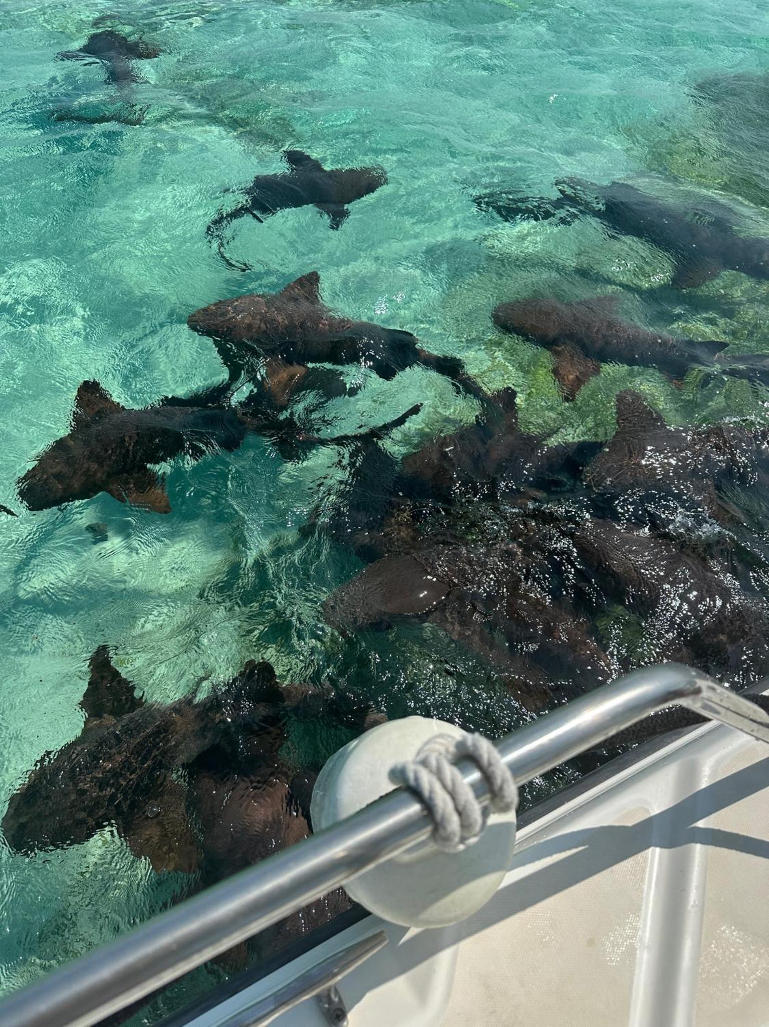 The Coral Casa